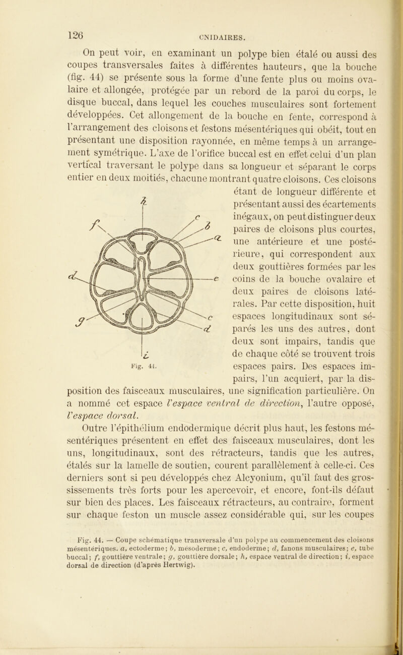 On peut voir, en examinant un polype bien étalé ou aussi des coupes transversales faites à différentes hauteurs, que la bouche (fig. 44) se présente sous la forme d’une fente plus ou moins ova- laire et allongée, protégée par un rebord de la paroi du corps, le disque buccal, dans lequel les couches musculaires sont fortement développées. Cet allongement de la bouche en fente, correspond à 1 arrangement des cloisons et festons mésentériques qui obéit, tout en présentant une disposition rayonnée, en même temps à un arrange- ment symétrique. L axe de l'orifice buccal est en effet celui d’un plan vertical traversant le polype dans sa longueur et séparant le corps entier en deux moitiés, chacune montrant quatre cloisons. Ces cloisons étant de longueur différente et présentant aussi des écartements inégaux, on peut distinguer deux paires de cloisons plus courtes, ^ une antérieure et une posté- rieure, qui correspondent aux deux gouttières formées par les e coins de la bouche ovalaire et deux paires de cloisons laté- rales. Par cette disposition, huit espaces longitudinaux sont sé- parés les uns des autres, dont deux sont impairs, tandis que de chaque côté se trouvent trois ng. 44. espaces pairs. Des espaces im- pairs, l’un acquiert, par la dis- position des faisceaux musculaires, une signification particulière. On a nommé cet espace l'espace ventral de direction, l’autre opposé, l'espace dorsal. Outre l’épithélium endodermique décrit plus haut, les festons mé- sentériques présentent en effet des faisceaux musculaires, dont les uns, longitudinaux, sont des rétracteurs, tandis que les autres, étalés sur la lamelle de soutien, courent parallèlement à celle-ci. Ces derniers sont si peu développés chez Alcyonium, qu'il faut des gros- sissements très forts pour les apercevoir, et encore, font-ils défaut sur bien des places. Les faisceaux rétracteurs, au contraire, forment sur chaque feston un muscle assez considérable qui, sur les coupes Fig. 44. — Coupe schématique transversale d’un polype au commencement des cloisons mésentériques, a, ectoderme; b, mésoderme; c, endoderme; d, fanons musculaires; e, tube buccal; f, gouttière ventrale; g, gouttière dorsale; h, espace ventral de direction; i, espace dorsal de direction (d’après Hertwig).