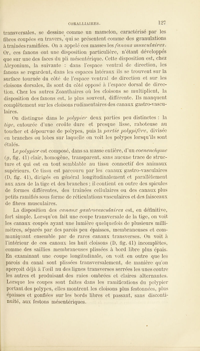 transversales, se dessine comme un mamelon, caractérisé par les fibres coupées en travers, qui se présentent comme des granulations à traînées ramifiées. On a appelé ces masses les fanons musculaires. Or, ces fanons ont une disposition particulière, n’étant développés que sur une des faces du pli mésentérique. Cette disposition est, chez Alcyonium, la suivante : dans l'espace ventral de direction, les fanons se regardent, dans les espaces latéraux ils se trouvent sur la surface tournée du côté de l’espace ventral de direction et sur les cloisons dorsales, ils sont du coté opposé à l’espace dorsal de direc- tion. Chez les autres Zoanthaires où les cloisons se multiplient, la disposition des fanons est, le plus souvent, différente. Ils manquent complètement sur les cloisons rudimentaires des canaux gastro-vascu- laires. On distingue dans le polypier deux parties peu distinctes : la tige, entourée d’une croûte dure et presque lisse, raboteuse au toucher et dépourvue de polypes, puis la partie polypifère, divisée en branches ou lobes sur laquelle on voit les polypes lorsqu’ils sont étalés. Le polypier est composé, dans sa masse entière, d'un coenenchyrne (g, fig. 41) clair, homogène, transparent, sans aucune trace de struc- ture et qui est en tout semblable au tissu connectif des animaux supérieurs. Ce tissu est parcouru par les canaux gastro-vasculaires (D, fig. 41), dirigés en général longitudinalement et parallèlement aux axes de la tige et des branches ; il contient en outre des spiculés de formes différentes, des traînées cellulaires ou des canaux plus petits ramifiés sous forme de réticulations vasculaires et des faisceaux de fibres musculaires. La disposition des canaux gastrovasculaires est, en définitive, fort simple. Lorsqu’on fait une coupe transversale de la tige, on voit les canaux coupés ayant une lumière quelquefois de plusieurs milli- mètres, séparés par des parois peu épaisses, membraneuses et com- muniquant ensemble par de rares canaux transverses. On voit à l'intérieur de ces canaux les huit cloisons (D, fig. 41) incomplètes, comme des saillies membraneuses plissées à bord libre plus épais. En examinant une coupe longitudinale, on voit en outre que les parois du canal sont plissées transversalement, de manière qu'on aperçoit déjà à l’œil nu des lignes transverses serrées les unes contre les autres et produisant des raies ombrées et claires alternantes. Lorsque les coupes sont faites dans les ramifications du polypier portant des polypes, elles montrent les cloisons plus festonnées, plus épaisses et gonflées sur les bords libres et passant, sans disconti- nuité, aux festons mésentériques.