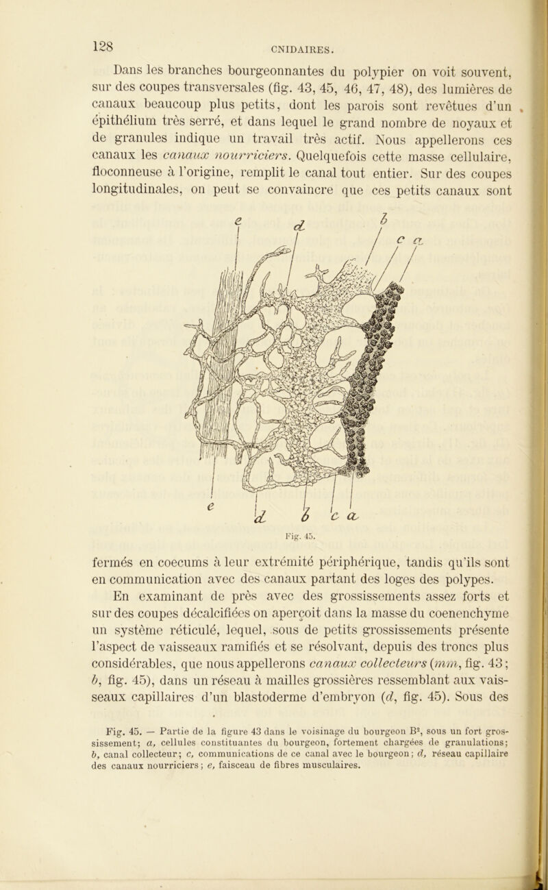 Dans les branches bourgeonnantes du polypier on voit souvent, sur des coupes transversales (fig. 43, 45, 46, 47, 48), des lumières de canaux beaucoup plus petits, dont les parois sont revêtues d’un . épithélium très serré, et dans lequel le grand nombre de noyaux et de granules indique un travail très actif. Nous appellerons ces canaux les canaux nourriciers. Quelquefois cette masse cellulaire, floconneuse à l’origine, remplit le canal tout entier. Sur des coupes longitudinales, on peut se convaincre que ces petits canaux sont <L £ ’c a Fig. 45. fermés en coecums à leur extrémité périphérique, tandis qu’ils sont en communication avec des canaux partant des loges des polypes. En examinant de près avec des grossissements assez forts et sur des coupes décalcifiées on aperçoit dans la masse du coenenchyme un système réticulé, lequel, sous de petits grossissements présente l’aspect de vaisseaux ramifiés et se résolvant, depuis des troncs plus considérables, que nous appellerons canaux collecteurs (mm, fig. 43 ; b, fig. 45), dans un réseau à mailles grossières ressemblant aux vais- seaux capillaires d’un blastoderme d’embryon (d, fig. 45). Sous des Fig. 45. — Partie de la figure 43 clans le voisinage du bourgeon B2, sous un fort gros- sissement; a, cellules constituantes du bourgeon, fortement chargées de granulations; b, canal collecteur ; c, communications de ce canal avec le bourgeon ; d, réseau capillaire des canaux nourriciers ; e, faisceau de fibres musculaires.