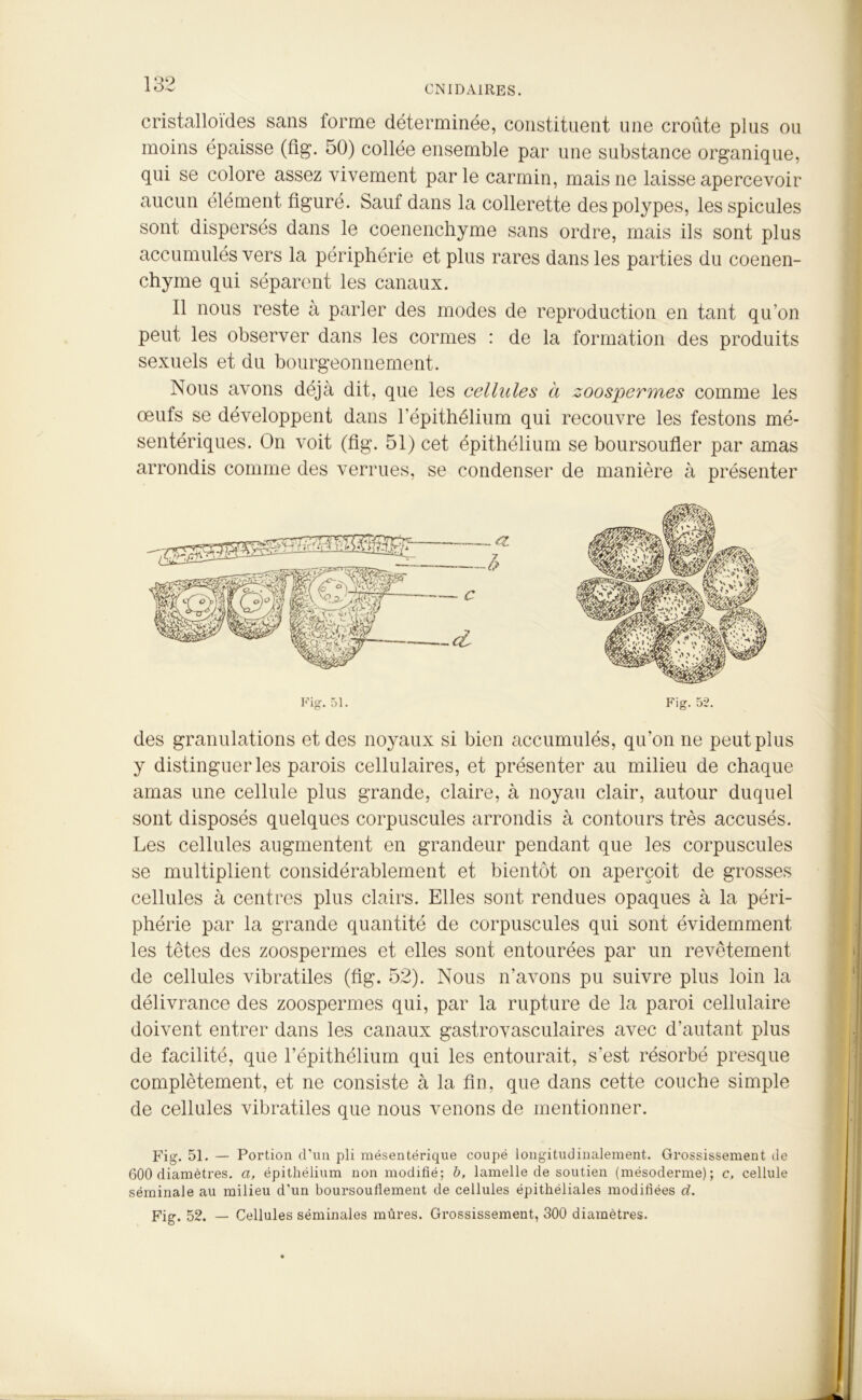 cristalloïdes sans forme déterminée, constituent une croûte plus ou moins épaisse (fig. 50) collée ensemble par une substance organique, qui se colore assez vivement parle carmin, mais ne laisse apercevoir aucun élément figuré. Sauf dans la collerette des polypes, les spiculés sont dispersés dans le coenenchyme sans ordre, mais ils sont plus accumulés vers la périphérie et plus rares dans les parties du coenen- chyme qui séparent les canaux. Il nous reste à parler des modes de reproduction en tant qu’on peut les observer dans les cormes : de la formation des produits sexuels et du bourgeonnement. Nous avons déjà dit, que les cellules à zoospermes comme les œufs se développent dans l’épithélium qui recouvre les festons mé- sentériques. On voit (fig. 51) cet épithélium se boursoufler par amas arrondis comme des verrues, se condenser de manière à présenter des granulations et des noyaux si bien accumulés, qu’on ne peut plus y distinguer les parois cellulaires, et présenter au milieu de chaque amas une cellule plus grande, claire, à noyau clair, autour duquel sont disposés quelques corpuscules arrondis à contours très accusés. Les cellules augmentent en grandeur pendant que les corpuscules se multiplient considérablement et bientôt on aperçoit de grosses cellules à centres plus clairs. Elles sont rendues opaques à la péri- phérie par la grande quantité de corpuscules qui sont évidemment les têtes des zoospermes et elles sont entourées par un revêtement de cellules vibratiles (fig. 52). Nous n’avons pu suivre plus loin la délivrance des zoospermes qui, par la rupture de la paroi cellulaire doivent entrer dans les canaux gastrovasculaires avec d’autant plus de facilité, que l’épithélium qui les entourait, s'est résorbé presque complètement, et ne consiste à la fin, que dans cette couche simple de cellules vibratiles que nous venons de mentionner. Fig. 51. — Portion d’un pli mésentérique coupé longitudinalement. Grossissement de 600 diamètres, a, épithélium non modifié; b, lamelle de soutien (mésoderme); c, cellule séminale au milieu d'un boursouflement de cellules épithéliales modifiées d. Fig. 52. — Cellules séminales mûres. Grossissement, 300 diamètres.