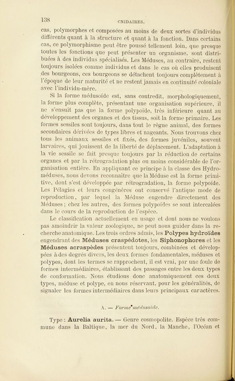 CNID AIRES. cas, polymorphes et composées au moins de deux sortes d’individus différents quant à la structure et quant à la fonction. Dans certains cas, ce polymorphisme peut être poussé tellement loin, que presque toutes les 1 onctions que peut présenter un organisme, sont distri- buées à des individus spécialisés. Les Méduses, au contraire, restent toujours isolées comme individus et dans le cas où elles produisent des bourgeons, ces bourgeons se détachent toujours complètement à 1 époque de leur maturité et ne restent jamais en continuité coloniale avec l’individu-mère. Si la forme médusoïde est, sans contredit, morphologiquement, la forme plus complète, présentant une organisation supérieure, il ne s’ensuit pas que la forme polypoïde, très inférieure quant au développement des organes et des tissus, soit la forme primaire. Les formes sessiles sont toujours, dans tout le règne animal, des formes secondaires dérivées de types libres et nageants. Nous trouvons chez tous les animaux sessiles et fixés, des formes juvéniles, souvent larvaires, qui jouissent de la liberté de déplacement. L’adaptation à la vie sessile se fait presque toujours par la réduction de certains organes et par la rétrogradation plus ou moins considérable de l’or- ganisation entière. En appliquant ce principe à la classe des Hydro- méduses, nous devons reconnaître que la Méduse est la forme primi- tive, dont s’est développée par rétrogradation, la forme polypoïde. Les Pélagies et leurs congénères ont conservé l’antique mode de reproduction, par lequel la Méduse engendre directement des Méduses ; chez les autres, des formes polypoïdes se sont intercalées dans le cours de la reproduction de l’espèce. Le classification actuellement en usage et dont nous ne voulons pas amoindrir la valeur zoologique, ne peut nous guider dans la re- cherche anatomique. Les trois ordres admis, les Polypes hydroïdes engendrant des Méduses craspédotes, les Siphonophores et les Méduses acraspèdes présentent toujours, combinées et dévelop- pées à des degrés divers, les deux formes fondamentales, méduses et polypes, dont les termes se rapprochent, il est vrai, par une foule de formes intermédiaires, établissant des passages entre les deux types de conformation. Nous étudions donc anatomiquement ces deux types, méduse et polype, en nous réservant, pour les généralités, de signaler les formes intermédiaires dans leurs principaux caractères. A. — Forme médusoïde. Type : Aurélia aurita. — Genre cosmopolite. Espèce très com- mune dans la Baltique, la mer du Nord, la Manche, l’Océan et