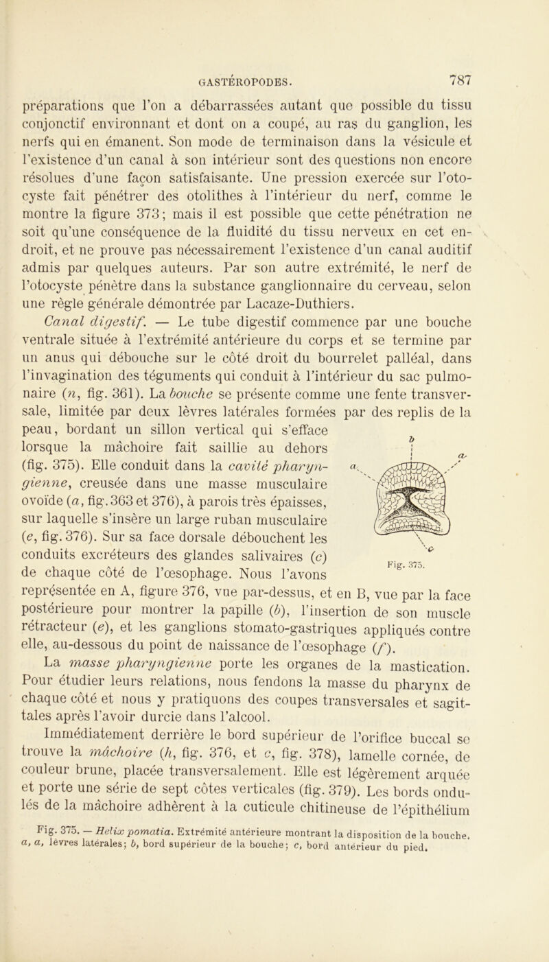 préparations que l’on a débarrassées autant que possible du tissu conjonctif environnant et dont on a coupé, au ras du ganglion, les nerfs qui en émanent. Son mode de terminaison dans la vésicule et l’existence d’un canal à son intérieur sont des questions non encore résolues d’une façon satisfaisante. Une pression exercée sur l’oto- cyste fait pénétrer des otolithes à l’intérieur du nerf, comme le montre la figure 373 ; mais il est possible que cette pénétration ne soit qu’une conséquence de la fluidité du tissu nerveux en cet en- droit, et ne prouve pas nécessairement l’existence d’un canal auditif admis par quelques auteurs. Par son autre extrémité, le nerf de l’otocyste pénètre dans la substance ganglionnaire du cerveau, selon une règle générale démontrée par Lacaze-Duthiers. Canal digestif. — Le tube digestif commence par une bouche ventrale située à l’extrémité antérieure du corps et se termine par un anus qui débouche sur le côté droit du bourrelet palléal, dans l’invagination des téguments qui conduit à l’intérieur du sac pulmo- naire (n, fig. 361). La bouche se présente comme une fente transver- sale, limitée par deux lèvres latérales formées par des replis de la peau, bordant un sillon vertical qui s’efface lorsque la mâchoire fait saillie au dehors (fig. 375). Elle conduit dans la cavité pharyn- gienne, creusée dans une masse musculaire ovoïde (a, fig. 363 et 376), à parois très épaisses, sur laquelle s’insère un large ruban musculaire (<?, fig. 376). Sur sa face dorsale débouchent les conduits excréteurs des glandes salivaires (c) de chaque côté de l’œsophage. Nous l’avons représentée en A, figure 376, vue par-dessus, et en B, vue par la face postérieure pour montrer la papille (b), l’insertion de son muscle rétracteur (<?), et les ganglions stomato-gastriques appliqués contre elle, au-dessous du point de naissance de l’œsophage (/*). La masse pharyngienne porte les organes de la mastication. Pour étudier leurs relations, nous fendons la masse du pharynx de chaque côté et nous y pratiquons des coupes transversales et sagit- tales après l’avoir durcie dans l’alcool. Immédiatement derrière le bord supérieur de l’orifice buccal se trouve la mâchoire (h, fig. 376, et c, fig. 378), lamelle cornée, de couleur brune, placée transversalement. Elle est légèrement arquée et porte une série de sept côtes verticales (fig. 379). Les bords ondu- lés de la mâchoire adhèrent à la cuticule chitineuse de l’épithélium Fig. 375. — Hélix pomatia. Extrémité antérieure montrant la disposition de la bouche. a, a, lèvres latérales; b, bord supérieur de la bouche; c, bord antérieur du pied. & i I 'o Fig. 375.