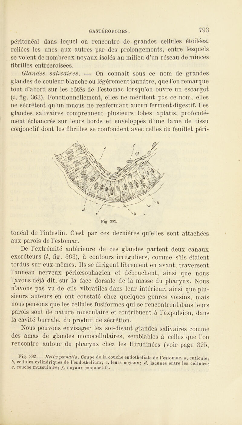 péritonéal dans lequel on rencontre de grandes cellules étoilées, reliées les unes aux autres par des prolongements, entre lesquels se voient de nombreux noyaux isolés au milieu d’un réseau de minces fibrilles entrecroisées. Glandes salivaires. — On connaît sous ce nom de grandes glandes de couleur blanche ou légèrement jaunâtre, que l’on remarque tout d’abord sur les côtés de l’estomac lorsqu’on ouvre un escargot (e, fig. 363). Fonctionnellement, elles ne méritent pas ce nom, elles ne sécrètent qu’un mucus ne renfermant aucun ferment digestif. Les glandes salivaires comprennent plusieurs lobes aplatis, profondé- ment échancrés sur leurs bords et enveloppés d'une lame de tissu conjonctif dont les fibrilles se confondent avec celles du feuillet péri- tonéal de l’intestin. C’est par ces dernières qu’elles sont attachées aux parois de l’estomac. De l’extrémité antérieure de ces glandes partent deux canaux excréteurs (J, fig. 363), à contours irréguliers, comme s’ils étaient tordus sur eux-mêmes. Ils se dirigent librement en avant, traversent l’anneau nerveux périœsophagien et débouchent, ainsi que nous Lavons déjà dit, sur la face dorsale de la masse du pharynx. Nous n’avons pas vu de cils vibratiles dans leur intérieur, ainsi que plu- sieurs auteurs en ont constaté chez quelques genres voisins, mais nous pensons que les cellules fusiformes qui se rencontrent dans leurs parois sont de nature musculaire et contribuent à l’expulsion, dans la cavité buccale, du produit de sécrétion. Nous pouvons envisager les soi-disant glandes salivaires comme des amas de glandes monocellulaires, semblables à celles que l'on rencontre autour du pharynx chez les Hirudinées (voir page 325, Fig. 382. — Hélix pomatia. Coupe de la couche endothéliale de l'estomac, a, cuticule; b, cellules cylindriques de l'endothélium; c, leurs noyaux; d, lacunes entre les cellules; e, couche musculaire; f, noyaux conjonctifs.