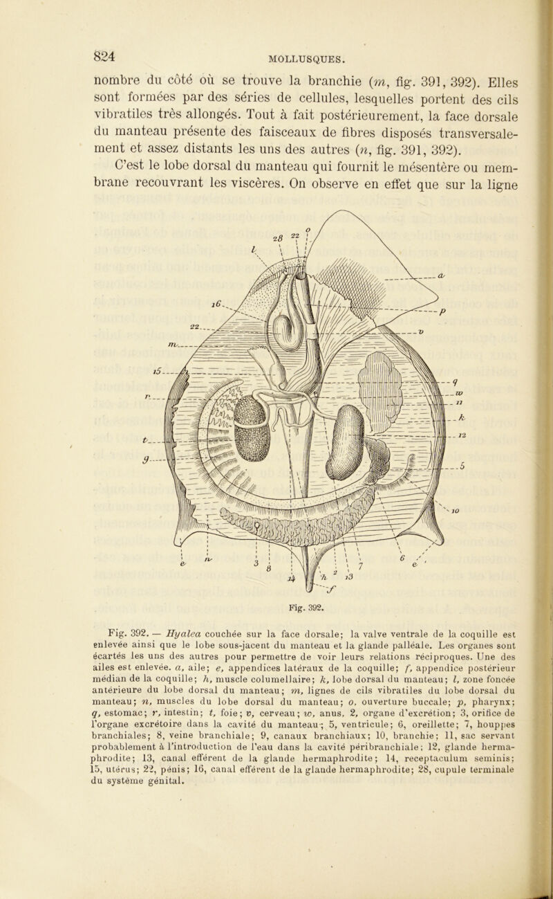 nombre du côté où se trouve la branchie (m, fig. 391,392). Elles sont formées par des séries de cellules, lesquelles portent des cils vibratiles très allongés. Tout à fait postérieurement, la face dorsale du manteau présente des faisceaux de fibres disposés transversale- ment et assez distants les uns des autres (n, fig. 391, 392). C’est le lobe dorsal du manteau qui fournit le mésentère ou mem- brane recouvrant les viscères. On observe en effet que sur la ligne Fig. 392. — Hyalea couchée sur la face dorsale; la valve ventrale de la coquille est enlevée ainsi que le lobe sous-jacent du manteau et la glande palléale. Les organes sont écartés les uns des autres pour permettre de voir leurs relations réciproques. Une des ailes est enlevée, a, aile; e, appendices latéraux de la coquille; f, appendice postérieur médian de la coquille; h, muscle columeilaire; k, lobe dorsal du manteau; l, zone foncée antérieure du lobe dorsal du manteau; m, lignes de cils vibratiles du lobe dorsal du manteau; n, muscles du lobe dorsal du manteau; o, ouverture buccale; p, pharynx; q, estomac; r, intestin; t, foie; v>, cerveau; w, anus, 2, organe d’excrétion; 3, orifice de l’organe excrétoire dans la cavité du manteau-; 5, ventricule; 6, oreillette; 7, houppes branchiales; 8, veine branchiale; 9, canaux branchiaux; 10, branchie; 11, sac servant probablement à l’introduction de l’eau dans la cavité péribranchiale ; 12, glande herma- phrodite; 13, canal efférent de la glande hermaphrodite; 14, receptaculum seminis; 15, utérus; 22, pénis; 16, canal efférent de la glande hermaphrodite; 28, cupule terminale du système génital.