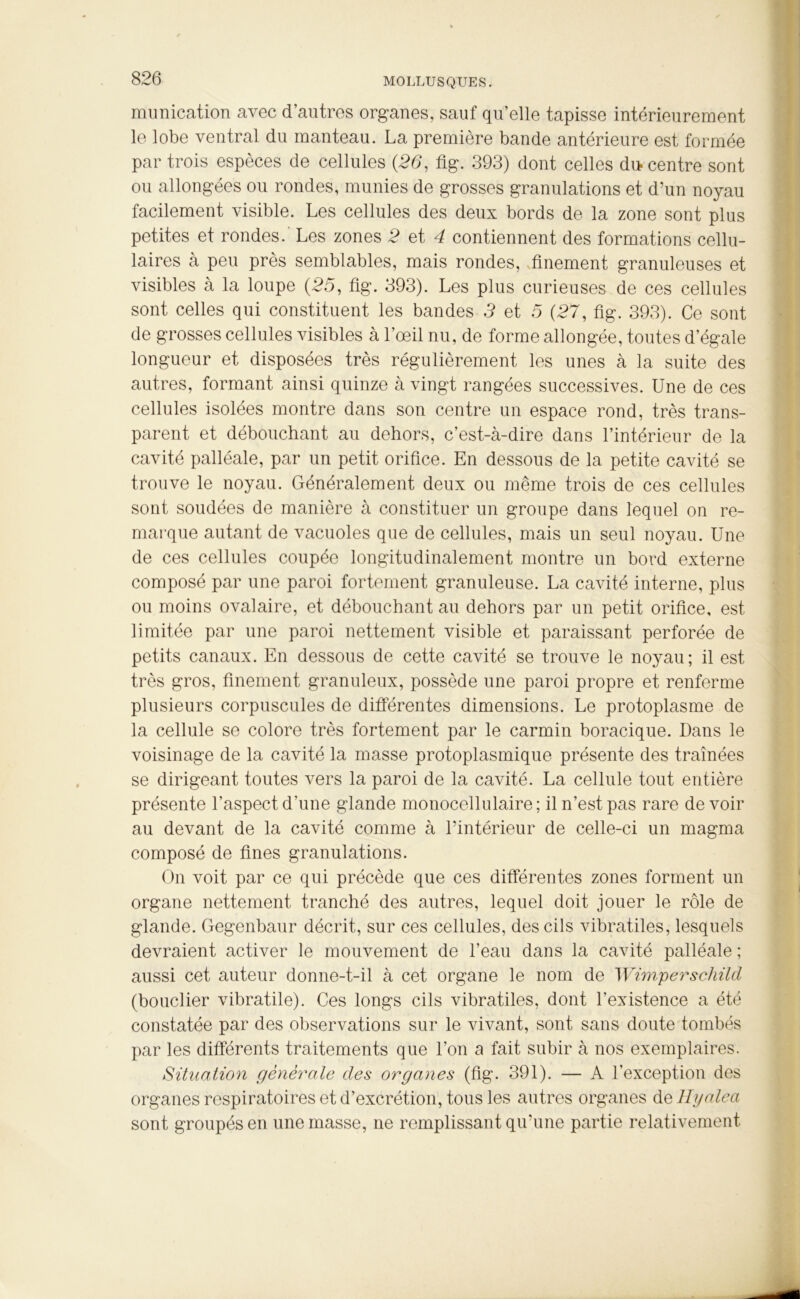 munication avec d’autres organes, sauf qu’elle tapisse intérieurement le lobe ventral du manteau. La première bande antérieure est formée par trois espèces de cellules (.26, fig. 393) dont celles du-centre sont ou allongées ou rondes, munies de grosses granulations et d’un noyau facilement visible. Les cellules des deux bords de la zone sont plus petites et rondes. Les zones 2 et 4 contiennent des formations cellu- laires à peu près semblables, mais rondes, finement granuleuses et visibles à la loupe (25, fig. 393). Les plus curieuses de ces cellules sont celles qui constituent les bandes 3 et 5 (27, fig. 393). Ce sont de grosses cellules visibles à l’œil nu, de forme allongée, toutes d’égale longueur et disposées très régulièrement les unes à la suite des autres, formant ainsi quinze à vingt rangées successives. Une de ces cellules isolées montre dans son centre un espace rond, très trans- parent et débouchant au dehors, c’est-à-dire dans l’intérieur de la cavité palléale, par un petit orifice. En dessous de la petite cavité se trouve le noyau. Généralement deux ou même trois de ces cellules sont soudées de manière à constituer un groupe dans lequel on re- marque autant de vacuoles que de cellules, mais un seul noyau. Une de ces cellules coupée longitudinalement montre un bord externe composé par une paroi fortement granuleuse. La cavité interne, plus ou moins ovalaire, et débouchant au dehors par un petit orifice, est limitée par une paroi nettement visible et paraissant perforée de petits canaux. En dessous de cette cavité se trouve le noyau; il est très gros, finement granuleux, possède une paroi propre et renferme plusieurs corpuscules de différentes dimensions. Le protoplasme de la cellule se colore très fortement par le carmin boracique. Dans le voisinage de la cavité la masse protoplasmique présente des traînées se dirigeant toutes vers la paroi de la cavité. La cellule tout entière présente l’aspect d'une glande monocellulaire; il n’est pas rare de voir au devant de la cavité comme à l’intérieur de celle-ci un magma composé de fines granulations. On voit par ce qui précède que ces différentes zones forment un organe nettement tranché des autres, lequel doit jouer le rôle de glande. Gegenbaur décrit, sur ces cellules, des cils vibratiles, lesquels devraient activer le mouvement de l’eau dans la cavité palléale ; aussi cet auteur donne-t-il à cet organe le nom de Wimperschild (bouclier vibratile). Ces longs cils vibratiles, dont l’existence a été constatée par des observations sur le vivant, sont sans doute tombés par les différents traitements que l’on a fait subir à nos exemplaires. Situation générale des organes (fig. 391). — A l’exception des organes respiratoires et d’excrétion, tous les autres organes de Hyalea sont groupés en une masse, ne remplissant qu’une partie relativement