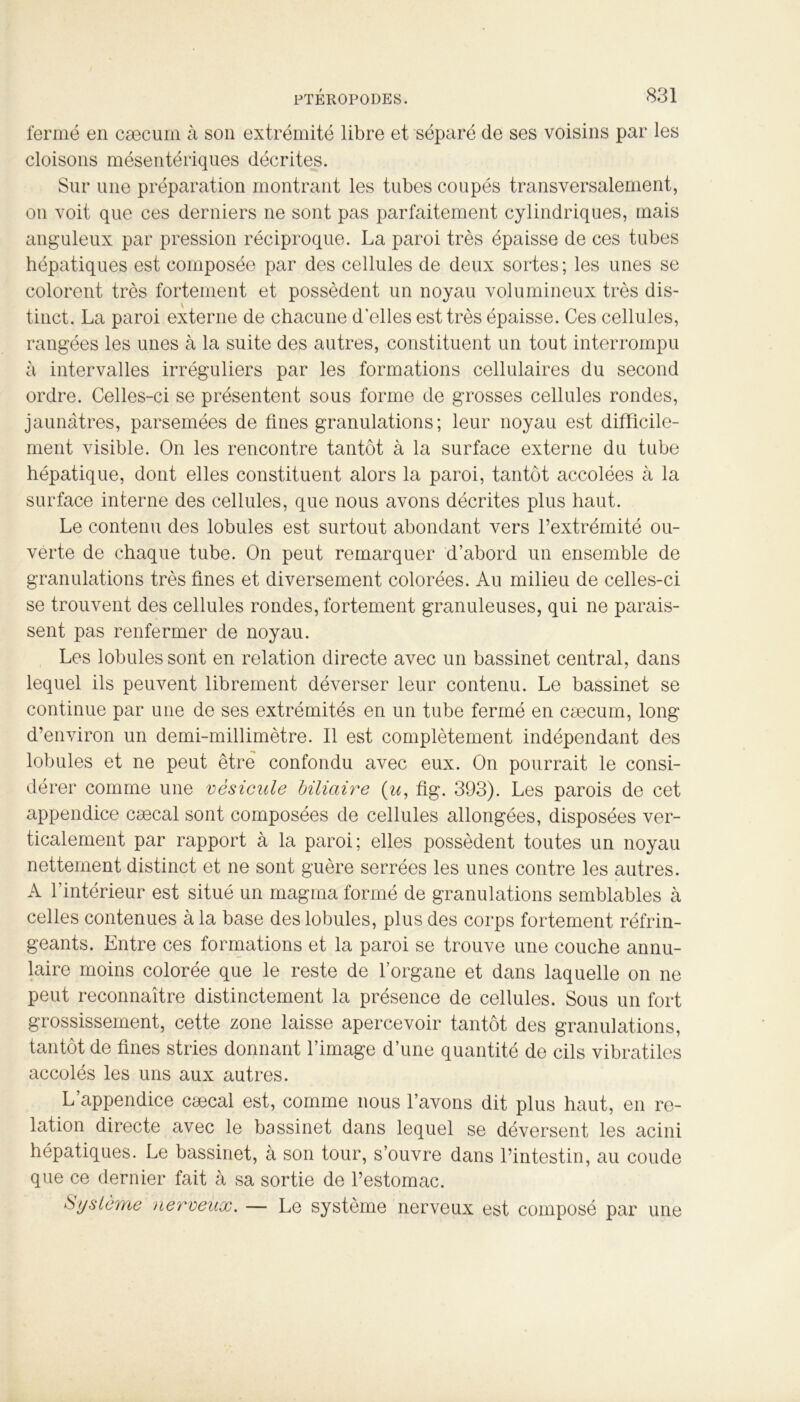 fermé en cæcum à son extrémité libre et séparé de ses voisins par les cloisons mésentériques décrites. Sur une préparation montrant les tubes coupés transversalement, on voit que ces derniers ne sont pas parfaitement cylindriques, mais anguleux par pression réciproque. La paroi très épaisse de ces tubes hépatiques est composée par des cellules de deux sortes; les unes se colorent très fortement et possèdent un noyau volumineux très dis- tinct. La paroi externe de chacune d'elles est très épaisse. Ces cellules, rangées les unes à la suite des autres, constituent un tout interrompu à intervalles irréguliers par les formations cellulaires du second ordre. Celles-ci se présentent sous forme de grosses cellules rondes, jaunâtres, parsemées de fines granulations; leur noyau est difficile- ment visible. On les rencontre tantôt à la surface externe du tube hépatique, dont elles constituent alors la paroi, tantôt accolées à la surface interne des cellules, que nous avons décrites plus haut. Le contenu des lobules est surtout abondant vers l’extrémité ou- verte de chaque tube. On peut remarquer d’abord un ensemble de granulations très fines et diversement colorées. Au milieu de celles-ci se trouvent des cellules rondes, fortement granuleuses, qui ne parais- sent pas renfermer de noyau. Les lobules sont en relation directe avec un bassinet central, dans lequel ils peuvent librement déverser leur contenu. Le bassinet se continue par une de ses extrémités en un tube fermé en cæcum, long d’environ un demi-millimètre. Il est complètement indépendant des lobules et ne peut être confondu avec eux. On pourrait le consi- dérer comme une vésicale biliaire (u, fig. 393). Les parois de cet appendice cæcal sont composées de cellules allongées, disposées ver- ticalement par rapport à la paroi; elles possèdent toutes un noyau nettement distinct et ne sont guère serrées les unes contre les autres. A l’intérieur est situé un magma formé de granulations semblables à celles contenues à la base des lobules, plus des corps fortement réfrin- geants. Entre ces formations et la paroi se trouve une couche annu- laire moins colorée que le reste de l’organe et dans laquelle on ne peut reconnaître distinctement la présence de cellules. Sous un fort grossissement, cette zone laisse apercevoir tantôt des granulations, tantôt de fines stries donnant l’image d’une quantité de cils vibratiles accolés les uns aux autres. L’appendice cæcal est, comme nous l’avons dit plus haut, en re- lation directe avec le bassinet dans lequel se déversent les acini hépatiques. Le bassinet, à son tour, s’ouvre dans l’intestin, au coude que ce dernier fait à sa sortie de l’estomac. Système nerveux. — Le système nerveux est composé par une