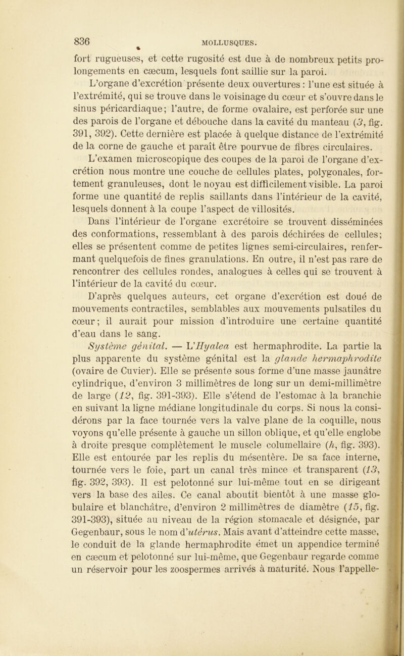 fort rugueuses, et cette rugosité est due à de nombreux petits pro- longements en cæcum, lesquels font saillie sur la paroi. L’organe d’excrétion présente deux ouvertures : l’une est située à l’extrémité, qui se trouve dans le voisinage du cœur et s’ouvre dans le sinus péricardiaque; l’autre, de forme ovalaire, est perforée sur une des parois de l’organe et débouche dans la cavité du manteau (3, fig. 391, 392). Cette dernière est placée à quelque distance de l’extrémité de la corne de gauche et paraît être pourvue de fibres circulaires. L’examen microscopique des coupes de la paroi de l’organe d’ex- crétion nous montre une couche de cellules plates, polygonales, for- tement granuleuses, dont le noyau est difficilement visible. La paroi forme une quantité de replis saillants dans l’intérieur de la cavité, lesquels donnent à la coupe l’aspect de villosités. Dans l’intérieur de l’organe excrétoire se trouvent disséminées des conformations, ressemblant à des parois déchirées de cellules; elles se présentent comme de petites lignes semi-circulaires, renfer- mant quelquefois de fines granulations. En outre, il n’est pas rare de rencontrer des cellules rondes, analogues à celles qui se trouvent à l’intérieur de la cavité du cœur. D’après quelques auteurs, cet organe d’excrétion est doué de mouvements contractiles, semblables aux mouvements pulsatiles du cœur ; il aurait pour mission d’introduire une certaine quantité d’eau dans le sang. Système génital. — L'Hyalea est hermaphrodite. La partie la plus apparente du système génital est la glande hermaphrodite (ovaire de Cuvier). Elle se présente sous forme d’une masse jaunâtre cylindrique, d’environ 3 millimètres de long sur un demi-millimètre de large (12, fig. 391-393). Elle s’étend de l’estomac à la branchie en suivant la ligne médiane longitudinale du corps. Si nous la consi- dérons par la face tournée vers la valve plane de la coquille, nous voyons qu’elle présente à gauche un sillon oblique, et qu’elle englobe à droite presque complètement le muscle columellaire (h, fig. 393). Elle est entourée par les replis du mésentère. De sa face interne, tournée vers le foie, part un canal très mince et transparent (13, fig. 392, 393). Il est pelotonné sur lui-même tout en se dirigeant vers la base des ailes. Ce canal aboutit bientôt à une masse glo- bulaire et blanchâtre, d’environ 2 millimètres de diamètre (15, fig. 391-393), située au niveau de la région stomacale et désignée, par Gegenbaur, sous le nom d'utérus. Mais avant d’atteindre cette masse, le conduit de la glande hermaphrodite émet un appendice terminé en cæcum et pelotonné sur lui-même, que Gegenbaur regarde comme un réservoir pour les zoospermes arrivés à maturité. Nous l’appelle-