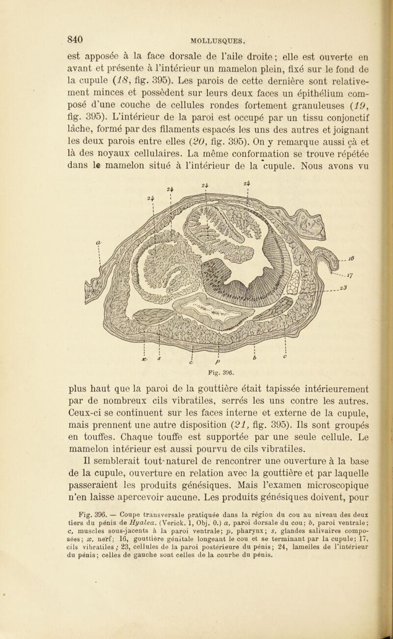 est apposée à la face dorsale de l’aile droite ; elle est ouverte en avant et présente à l’intérieur un mamelon plein, fixé sur le fond de la cupule (18, fig. 395). Les parois de cette dernière sont relative- ment minces et possèdent sur leurs deux faces un épithélium com- posé d’une couche de cellules rondes fortement granuleuses (19, fig. 395). L’intérieur de la paroi est occupé par un tissu conjonctif lâche, formé par des filaments espacés les uns des autres et joignant les deux parois entre elles (20, fig. 395). On y remarque aussi çà et là des noyaux cellulaires. La même conformation se trouve répétée dans le mamelon situé à l’intérieur de la cupule. Nous avons vu Fig. 396. plus haut que la paroi de la gouttière était tapissée intérieurement par de nombreux cils vibratiles, serrés les uns contre les autres. Ceux-ci se continuent sur les faces interne et externe de la cupule, mais prennent une autre disposition (21, fig. 395). Ils sont groupés en touffes. Chaque touffe est supportée par une seule cellule. Le mamelon intérieur est aussi pourvu de cils vibratiles. Il semblerait tout’ naturel de rencontrer une ouverture à la base de la cupule, ouverture en relation avec la gouttière et par laquelle passeraient les produits génésiques. Mais l’examen microscopique n’en laisse apercevoir aucune. Les produits génésiques doivent, pour Fig. 396. — Coupe transversale pratiquée dans la région du cou au niveau des deux tiers du pénis de Hyalea. (Verick. 1, Obj. 0.) a, paroi dorsale du cou; b, paroi ventrale; c, muscles sous-jacents à la paroi ventrale; p, pharynx; s, glandes salivaires compo- sées; x, nerf; 16, gouttière génitale longeant le cou et se terminant par la cupule; 17, cils vibratiles; 23, cellules de la paroi postérieure du pénis; 24, lamelles de l’intérieur du pénis; celles de gauche sont celles de la courbe du pénis.