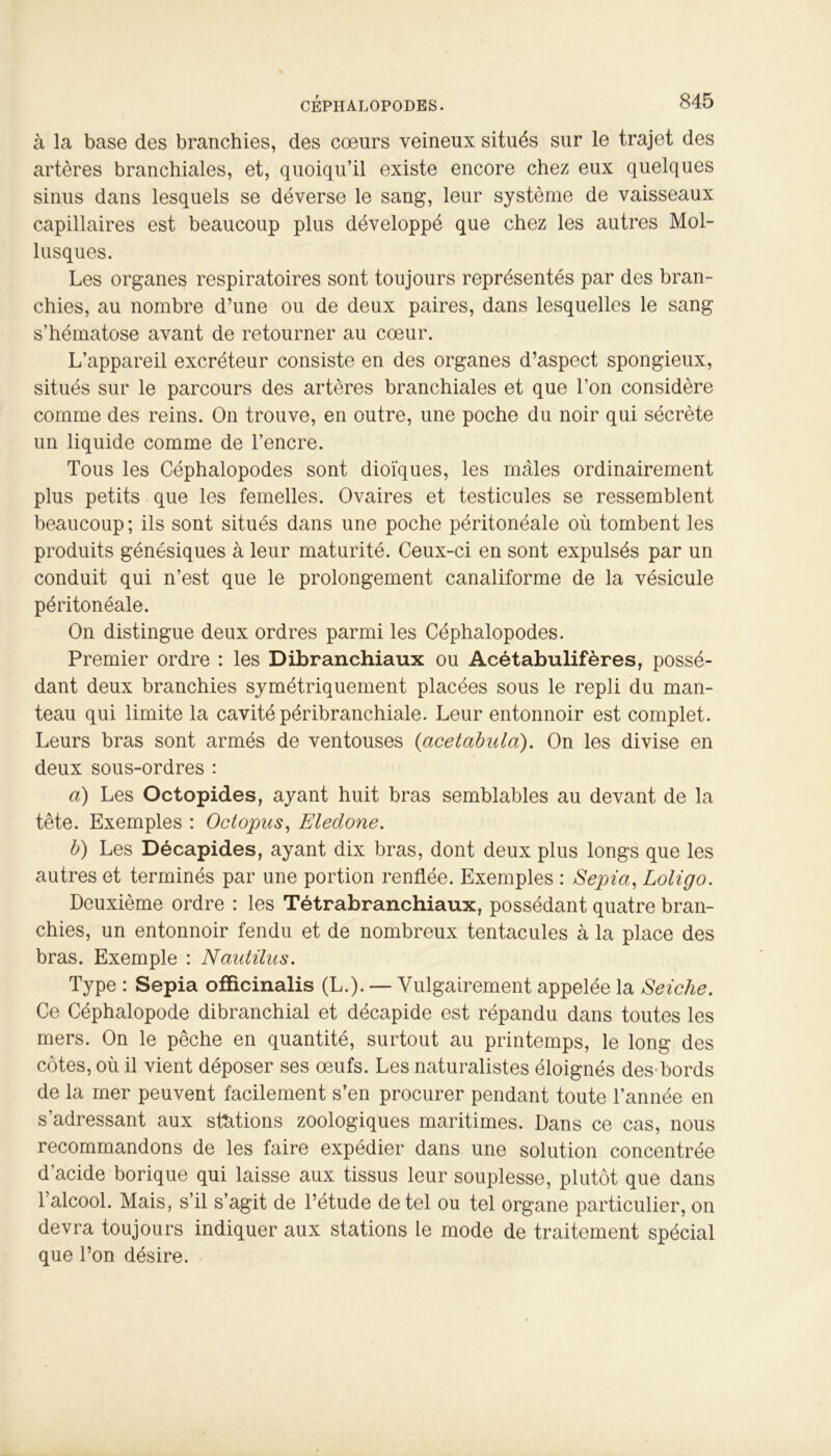 à la base des branchies, des coeurs veineux situés sur le trajet des artères branchiales, et, quoiqu’il existe encore chez eux quelques sinus dans lesquels se déverse le sang, leur système de vaisseaux capillaires est beaucoup plus développé que chez les autres Mol- lusques. Les organes respiratoires sont toujours représentés par des bran- chies, au nombre d’une ou de deux paires, dans lesquelles le sang s’hématose avant de retourner au coeur. L’appareil excréteur consiste en des organes d’aspect spongieux, situés sur le parcours des artères branchiales et que l’on considère comme des reins. On trouve, en outre, une poche du noir qui sécrète un liquide comme de l’encre. Tous les Céphalopodes sont dioïques, les males ordinairement plus petits que les femelles. Ovaires et testicules se ressemblent beaucoup; ils sont situés dans une poche péritonéale où tombent les produits génésiques à leur maturité. Ceux-ci en sont expulsés par un conduit qui n’est que le prolongement canaliforme de la vésicule péritonéale. On distingue deux ordres parmi les Céphalopodes. Premier ordre : les Dibranchiaux ou Acétabulifères, possé- dant deux branchies symétriquement placées sous le repli du man- teau qui limite la cavité péribranchiale. Leur entonnoir est complet. Leurs bras sont armés de ventouses (acetabula). On les divise en deux sous-ordres : a) Les Octopid.es, ayant huit bras semblables au devant de la tête. Exemples : Octopus, Eledone. b) Les Décapides, ayant dix bras, dont deux plus longs que les autres et terminés par une portion renflée. Exemples : Sepia, Loligo. Deuxième ordre : les Tétrabranchiaux, possédant quatre bran- chies, un entonnoir fendu et de nombreux tentacules à la place des bras. Exemple : Naidilus. Type : Sepia ofïicinalis (L.). — Vulgairement appelée la Seiche. Ce Céphalopode dibranchial et décapide est répandu dans toutes les mers. On le pêche en quantité, surtout au printemps, le long des côtes, où il vient déposer ses œufs. Les naturalistes éloignés des'bords de la mer peuvent facilement s’en procurer pendant toute l’année en s’adressant aux stations zoologiques maritimes. Dans ce cas, nous recommandons de les faire expédier dans une solution concentrée d’acide borique qui laisse aux tissus leur souplesse, plutôt que dans l’alcool. Mais, s’il s’agit de l’étude de tel ou tel organe particulier, on devra toujours indiquer aux stations le mode de traitement spécial que l’on désire.