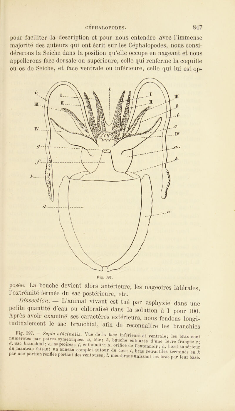 pour faciliter la description et pour nous entendre avec l’immense majorité des auteurs qui ont écrit sur les Céphalopodes, nous consi- dérerons la Seiche dans la position qu’elle occupe en nageant et nous appellerons face dorsale ou supérieure, celle qui renferme la coquille ou os de Seiche, et face ventrale ou inférieure, celle qui lui est op- 397. posée. La bouche devient alors anterieure, les nageoires latérales l’extrémité fermée du sac postérieure, etc. Dissection. — L’animal vivant est tué par asphyxie dans une petite quantité d’eau ou chloralisé dans la solution à 1 pour 100. Après avoir examiné ses caractères extérieurs, nous fendons longi- tudinalement le sac branchial, afin de reconnaître les branchies nulèr'Jtl'r.7 P °rficinahs. Vue de la face inférieure et ventrale; les bras sont numérotés par paires symétriques, a, tête; b, bouche entourée d'une lèvre frannée c • c„ sac branchial; e, nageoires; f, entonnoir; g, orifice de l’entonnoir; h. bord supérieur narine DonionSâl,tflUn ,complet autour du coui 0 bras rétractiles termines en k par une portion renflee portant des ventouses; l, membrane unissant les bras par leur base