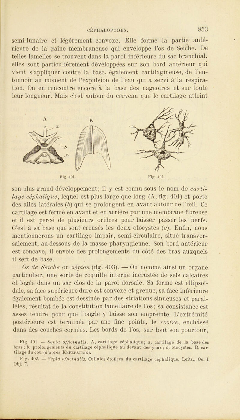 semi-lunaire et légèrement convexe. Elle forme la partie anté- rieure de la gaine membraneuse qui enveloppe l’os de Seiche. De telles lamelles se trouvent dans la paroi inférieure du sac branchial, elles sont particulièrement développées sur son bord antérieur qui vient s’appliquer contre la base, également cartilagineuse, de l’en- tonnoir au moment de l’expulsion de l’eau qui a servi à* la respira- tion. On en rencontre encore à la base des nageoires et sur toute leur longueur. Mais c’est autour du cerveau que le cartilage atteint son plus grand développement; il y est connu sous le nom de carti- lage céphalique, lequel est plus large que long (A, fig. 401) et porte des ailes latérales (b) qui se prolongent en avant autour de l’œil. Ce cartilage est fermé en avant et en arrière par une membrane fibreuse et il est percé de plusieurs orifices pour laisser passer les nerfs. C’est à sa base que sont creusés les deux otocystes (<?). Enfin, nous mentionnerons un cartilage impair, semi-circulaire, situé transver- salement, au-dessous de la masse pharyngienne. Son bord antérieur est concave, il envoie des prolongements du côté des bras auxquels il sert de base. Os de Seiche ou sépion (fig. 403). — On nomme ainsi un organe particulier, une sorte de coquille interne incrustée de sels calcaires et logée dans un sac clos de la paroi dorsale. Sa forme est ellipsoï- dale, sa face supérieure dure est convexe et grenue, sa face inférieure également bombée est dessinée par des striations sinueuses et paral- lèles, résultat de la constitution lamellaire de l'os; sa consistance est assez tendre pour que l’ongle y laisse son empreinte. L’extrémité postérieure est terminée par une fine pointe, le rostre, enchâssé dans des couches cornées. Les bords de l’os, sur tout son pourtour, Fig. 401. — Sépia officinalis. A, cartilage céphalique; a, cartilage de la base des bras; b, prolongements du cartilage céphalique au devant des yeux; c, otocystes. B, car- tilage du cou (d’après Keferstein). Fig. 402. — Sepia officinalis. Cellules étoilées du cartilage céphalique. Leitz., Oc. I, Obj. 7.