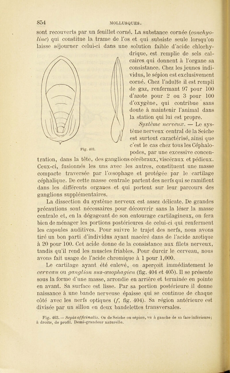 sont recouverts par un feuillet corné. La substance cornée (conchyo- line) qui constitue la trame de l’os et qui subsiste seule lorsqu’on laisse séjourner celui-ci dans une solution faible d’acide chlorhy- tration, dans la tête, des ganglions cérébraux, viscéraux et pédieux. Ceux-ci, fusionnés les uns avec les autres, constituent une masse compacte traversée par l'oesophage et protégée par le cartilage céphalique. De cette masse centrale partent des nerfs qui se ramifient dans les différents organes et qui portent sur leur parcours des ganglions supplémentaires. La dissection du système nerveux est assez délicate. De grandes précautions sont nécessaires pour découvrir sans la léser la masse centrale et, en la dégageant de son entourage cartilagineux, on fera bien de ménager les portions postérieures de celui-ci qui renferment les capsules auditives. Pour suivre le trajet des nerfs, nous avons tiré un bon parti d’individus ayant macéré dans de l’acide azotique à 20 pour 100. Cet acide donne de la consistance aux filets nerveux, tandis qu’il rend les muscles friables. Pour durcir le cerveau, nous avons fait usage de l’acide chromique à 1 pour 1,000. Le cartilage ayant été enlevé, on aperçoit immédiatement le cerveau ou ganglion sus-œsophagien (fig. 404 et 405). Il se présente sous la forme d’une masse, arrondie en arrière et terminée en pointe en avant. Sa surface est lisse. Par sa portion postérieure il donne naissance à une bande nerveuse épaisse qui se continue de chaque côté avec les nerfs optiques (/*, fig. 404). Sa région antérieure est divisée par un sillon en deux bandelettes transversales. Fig. 403. — Sépia officinalis. Os de Seiche ousépion,vu à gauche de sa face inférieure; à droite, de profil. Demi-grandeur naturelle. drique, est remplie de sels cal- caires qui donnent à l’organe sa consistance. Chez les jeunes indi- vidus, le sépion est exclusivement corné. Chez l’adulte il est rempli de gaz, renfermant 97 pour 100 d’azote pour 2 ou 3 pour 100 d’oxygène, qui contribue sans doute à maintenir l’animal dans la station qui lui est propre. Fig. 403. Système nerveux. — Le sys- tème nerveux central de la Seiche est surtout caractérisé, ainsi que c’est le cas chez tous les Céphalo- podes, par une excessive concen-