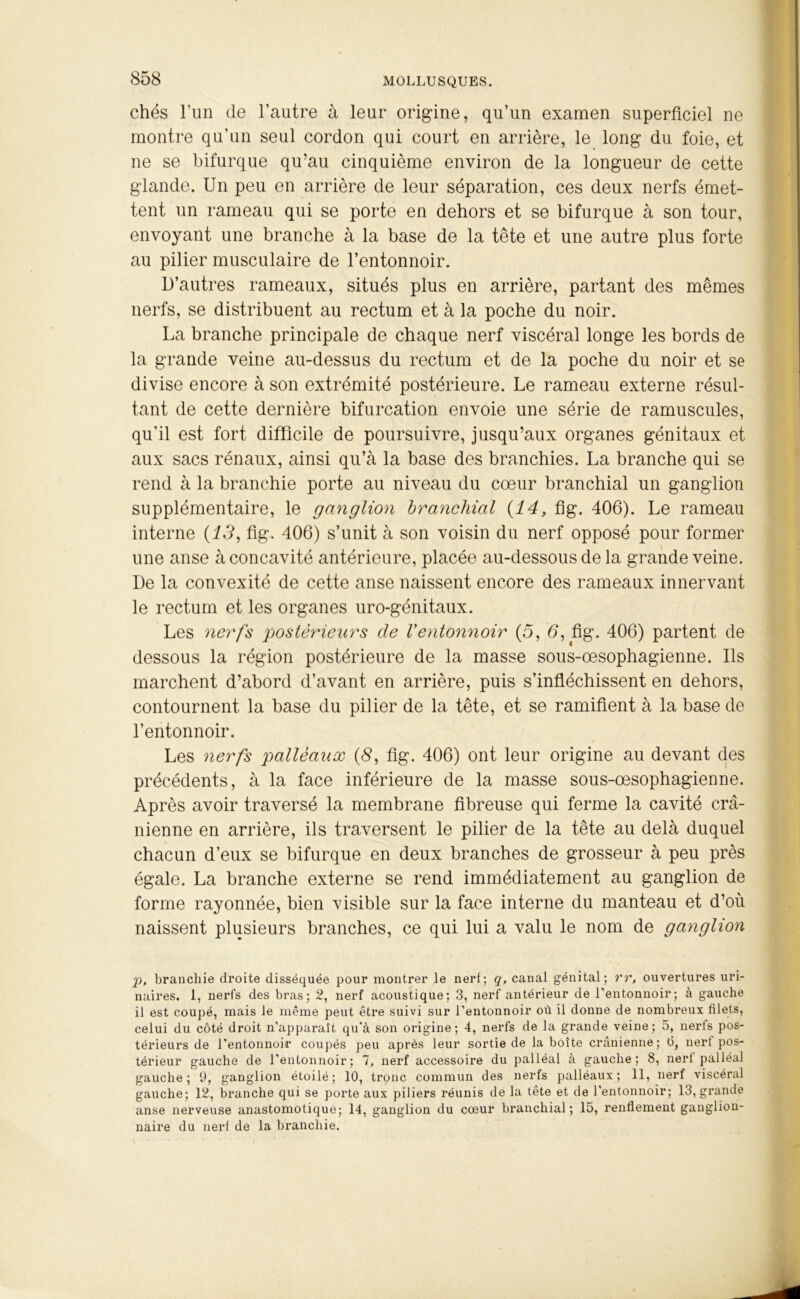 chés l’un de l’autre à leur origine, qu’un examen superficiel ne montre qu’un seul cordon qui court en arrière, le long du foie, et ne se bifurque qu’au cinquième environ de la longueur de cette glande. Un peu en arrière de leur séparation, ces deux nerfs émet- tent un rameau qui se porte en dehors et se bifurque à son tour, envoyant une branche à la base de la tête et une autre plus forte au pilier musculaire de l’entonnoir. D’autres rameaux, situés plus en arrière, partant des mêmes nerfs, se distribuent au rectum et à la poche du noir. La branche principale de chaque nerf viscéral longe les bords de la grande veine au-dessus du rectum et de la poche du noir et se divise encore à son extrémité postérieure. Le rameau externe résul- tant de cette dernière bifurcation envoie une série de ramuscules, qu’il est fort difficile de poursuivre, jusqu’aux organes génitaux et aux sacs rénaux, ainsi qu’à la base des branchies. La branche qui se rend à la branchie porte au niveau du cœur branchial un ganglion supplémentaire, le ganglion branchial (14, fig. 406). Le rameau interne (13, fig. 406) s’unit à son voisin du nerf opposé pour former une anse à concavité antérieure, placée au-dessous de la grande veine. De la convexité de cette anse naissent encore des rameaux innervant le rectum et les organes uro-génitaux. Les nerfs postérieurs de Ventonnoir (5, 6, fig. 406) partent de dessous la région postérieure de la masse sous-œsophagienne. Ils marchent d’abord d’avant en arrière, puis s’infléchissent en dehors, contournent la base du pilier de la tête, et se ramifient à la base de l’entonnoir. Les nerfs pallèaux (£, fig. 406) ont leur origine au devant des précédents, à la face inférieure de la masse sous-œsophagienne. Après avoir traversé la membrane fibreuse qui ferme la cavité crâ- nienne en arrière, ils traversent le pilier de la tête au delà duquel chacun d’eux se bifurque en deux branches de grosseur à peu près égale. La branche externe se rend immédiatement au ganglion de forme rayonnée, bien visible sur la face interne du manteau et d’où naissent plusieurs branches, ce qui lui a valu le nom de ganglion p, branchie droite disséquée pour montrer le nerf; q, canal génital; rr, ouvertures uri- naires. 1, nerfs des bras; 2, nerf acoustique; 3, nerf antérieur de l’entonnoir; à gauche il est coupé, mais le même peut être suivi sur l’entonnoir où il donne de nombreux filets, celui du côté droit n’apparaît qu'à son origine; 4, nerfs de la grande veine; 5, nerfs pos- térieurs de l’entonnoir coupés peu après leur sortie de la boîte crânienne; 6, nerf pos- térieur gauche de l’entonnoir; 7, nerf accessoire du palléal à gauche; 8, nerf palléal gauche; 9, ganglion étoilé; 10, tronc commun des nerfs pallèaux; 11, nerf viscéral gauche; 12, branche qui se porte aux piliers réunis de la tête et de l’entonnoir; 13, grande anse nerveuse anastomotique; 14, ganglion du cœur branchial; 15, renflement ganglion- naire du nerf de la branchie.