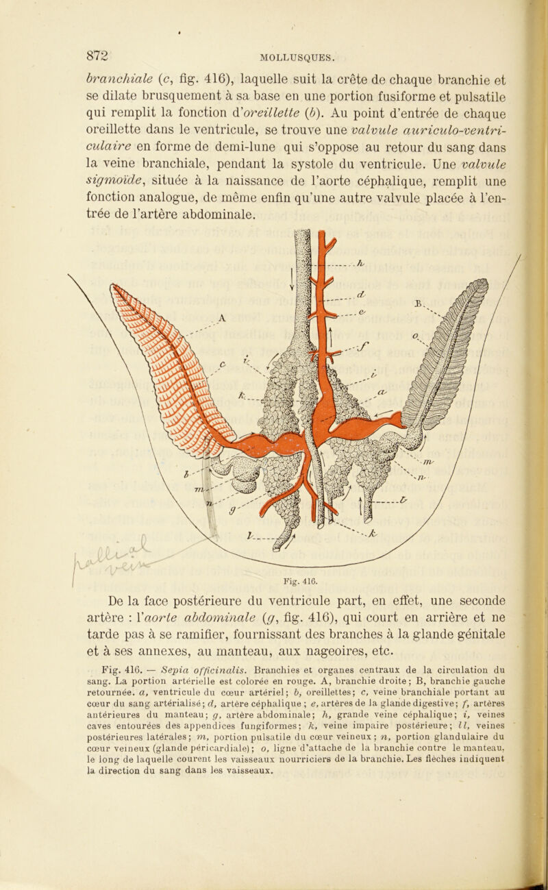 branchiale (<?, fig. 416), laquelle suit la crête de chaque branchie et se dilate brusquement à sa base en une portion fusiforme et pulsatile qui remplit la fonction &oreillette (b). Au point d’entrée de chaque oreillette dans le ventricule, se trouve une valvule auriculo-ventri- culaire en forme de demi-lune qui s’oppose au retour du sang dans la veine branchiale, pendant la systole du ventricule. Une valvule sigmoïde, située à la naissance de l’aorte céphalique, remplit une fonction analogue, de même enfin qu’une autre valvule placée à l’en- trée de l’artère abdominale. De la face postérieure du ventricule part, en effet, une seconde artère : Xaorte abdominale (g, fig. 416), qui court en arrière et ne tarde pas à se ramifier, fournissant des branches à la glande génitale et à ses annexes, au manteau, aux nageoires, etc. Fig. 416. — Sepia officinalis. Branchies et organes centraux de la circulation du sang. La portion artérielle est colorée en rouge. A, branchie droite; B, branchie gauche retournée, a, ventricule du cœur artériel; b, oreillettes; c, veine branchiale portant au cœur du sang artérialisé; d, artère céphalique ; e, artères de la glande digestive; f, artères antérieures du manteau; g, artère abdominale ; h, grande veine céphalique; i, veines caves entourées des appendices fungiformes; k, veine impaire postérieure; II, veines postérieures latérales; m, portion pulsatile du cœur veineux; n, portion glandulaire du cœur veineux (glande péricardiale) ; o, ligne d’attache de la branchie contre le manteau, le long de laquelle courent les vaisseaux nourriciers de la branchie. Les flèches indiquent la direction du sang dans les vaisseaux.