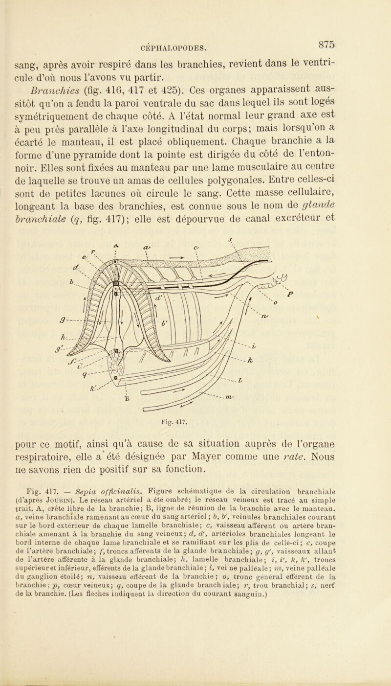 sang, après avoir respiré dans les branchies, revient dans le ventri- cule d’où nous l’avons vu partir. Branchies (fig. 416, 417 et 425). Ces organes apparaissent aus- sitôt qu’on a fendu la paroi ventrale du sac dans lequel ils sont logés symétriquement de chaque côté. A l’état normal leur grand axe est à peu près parallèle à l’axe longitudinal du corps; mais lorsqu’on a écarté le manteau, il est placé obliquement. Chaque branchie a la forme d’une pyramide dont la pointe est dirigée du côté de l’enton- noir. Elles sont fixées au manteau par une lame musculaire au centre de laquelle se trouve un amas de cellules polygonales. Entre celles-ci sont de petites lacunes où circule le sang. Cette masse cellulaire, longeant la base des branchies, est connue sous le nom de glande branchiale (q, fig. 417); elle est dépourvue de canal excréteur et pour ce motif, ainsi qu’à cause de sa situation auprès de l’organe respiratoire, elle a* été désignée par Mayer comme une raie. Nous ne savons rien de positif sur sa fonction. Fig. 417. — Sépia officinalis.. Figure schématique de la circulation branchiale (d’après Joubin). Le réseau artériel a été ombré; le réseau veineux est tracé au simple trait. A, crête libre de la branchie; B, ligne de réunion de la branchie avec le manteau. a, veine branchiale ramenant au cœur du sang artériel ; b, b', veinules branchiales courant sur le bord extérieur de chaque lamelle branchiale; c, vaisseau afférent ou artère bran- chiale amenant à la branchie du sang veineux; cl, d‘, artérioles branchiales longeant le bord interne de chaque lame branchiale et se ramifiant sur les plis de celle-ci; e, coupe de l’artère branchiale; /^troncs afférents de la glande branchiale; g, g‘, vaisseaux allant de l’artère afférente à la glande branchiale; h, lamelle branchiale; i, i', k, k‘, troncs supérieur et inférieur, efférents de la glande branchiale ; l, vei ne palléale; m, veine palléale du ganglion étoilé; n, vaisseau efférent de la branchie; o, tronc général efférent de la branchie; p, cœur veineux; q, coupe de la glande branchiale; r, trou branchial; s, nerf de la branchie. (Les fléchés indiquent la direction du courant sanguin.)