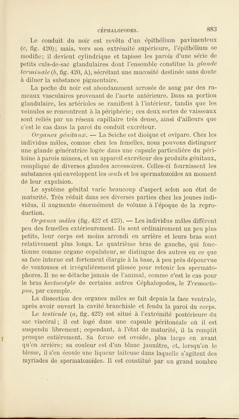 Le conduit du noir est revêtu d’un épithélium pavimenteux (c, fig. 420); mais, vers son extrémité supérieure, l’épithélium se modifie; il devient cylindrique et tapisse les parois d’une série de petits culs-de-sac glandulaires dont l’ensemble constitue la glande terminale (6, fig. 420, A), sécrétant une mucosité destinée sans doute à diluer la substance pigmentaire. La poche du noir est abondamment arrosée de sang par des ra- meaux vasculaires provenant de l’aorte antérieure. Dans sa portion glandulaire, les artérioles se ramifient à l’intérieur, tandis que les veinules se rencontrent à la périphérie; ces deux sortes de vaisseaux sont reliés par un réseau capillaire très dense, ainsi d’ailleurs que c’est le cas dans la paroi du conduit excréteur. Organes génitaux. — La Seiche est dioïque et ovipare. Chez les individus males, comme chez les femelles, nous pouvons distinguer une glande génératrice logée dans une capsule particulière du péri- toine à parois minces, et un appareil excréteur des produits génitaux, compliqué de diverses glandes accessoires. Celles-ci fournissent les substances qui enveloppent les œufs et les spermatozoïdes au moment de leur expulsion. Le système génital varie beaucoup d’aspect selon son état de maturité. Très réduit dans ses diverses parties chez les jeunes indi- vidus, il augmente énormément de volume à l’époque de la repro- duction. Organes mâles (fig. 422 et 423). — Les individus mâles diffèrent peu des femelles extérieurement. Ils sont ordinairement un peu plus petits, leur corps est moins arrondi en arrière et leurs bras sont relativement plus longs. Le quatrième bras de gauche, qui fonc- tionne comme organe copulateur, se distingue des autres en ce que sa face interne est fortement élargie à la base, à peu près dépourvue de ventouses et irrégulièrement plissée pour retenir les spermato- phores. Il ne se détache jamais de l’animal, comme c’est le cas pour le bras hectocotyle de certains autres Céphalopodes, le Tremocto- pus, par exemple. La dissection des organes mâles se fait depuis la face ventrale, après avoir ouvert la cavité branchiale et fendu la paroi du corps. Le testicule (a, fig. 422) est situé à l’extrémité postérieure du sac viscéral ; il est logé dans une capsule péritonéale où il est suspendu librement; cependant, à l’état de maturité, il la remplit presque entièrement. Sa forme est ovoïde, plus large en avant qu’en arrière; sa couleur est d’un blanc jaunâtre, et, lorsqu’on le blesse, il s’en écoule une liqueur laiteuse dans laquelle s’agitent des myriades de spermatozoïdes. Il est constitué par un grand nombre