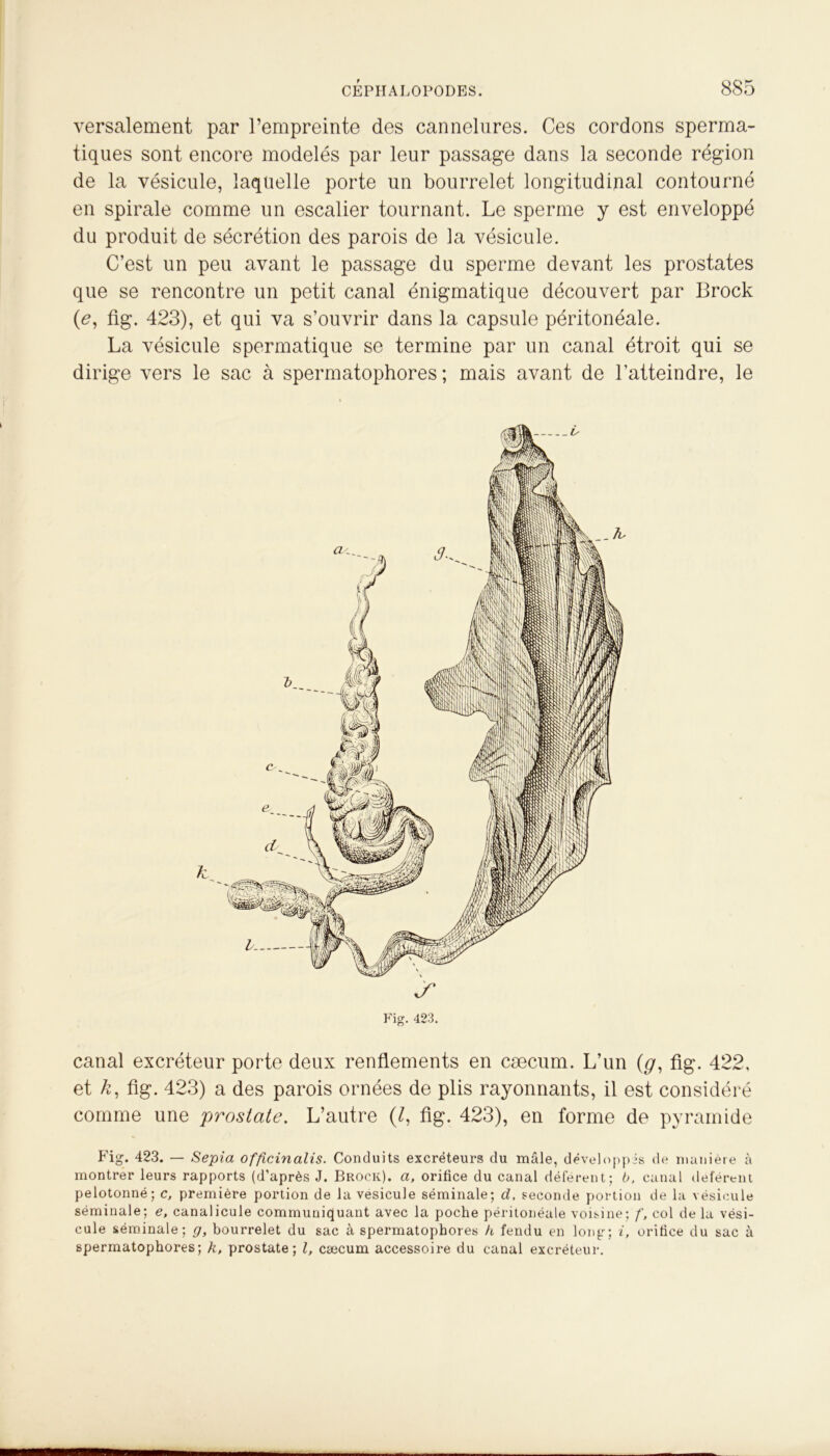 versalement par l’empreinte des cannelures. Ces cordons sperma- tiques sont encore modelés par leur passage dans la seconde région de la vésicule, laquelle porte un bourrelet longitudinal contourné en spirale comme un escalier tournant. Le sperme y est enveloppé du produit de sécrétion des parois de la vésicule. C’est un peu avant le passage du sperme devant les prostates que se rencontre un petit canal énigmatique découvert par Brock (e, fig. 423), et qui va s’ouvrir dans la capsule péritonéale. La vésicule spermatique se termine par un canal étroit qui se dirige vers le sac à spermatophores ; mais avant de l’atteindre, le Fig. 423. canal excréteur porte deux renflements en cæcum. L’un (g, fig. 422, et k, fig. 423) a des parois ornées de plis rayonnants, il est considéré comme une prostate. L’autre (/, fig. 423), en forme de pyramide Fig. 423. — Sepia officinalis. Conduits excréteurs du mâle, développés de manière à montrer leurs rapports (d’après J. Brock). a, orifice du canal déférent; b, canal déférent pelotonné; c, première portion de la vésicule séminale; d, seconde portion de la vésicule séminale; e, canalicule communiquant avec la poche péritonéale voisine; f, col delà vési- cule séminale; g, bourrelet du sac à spermatophores h fendu en long; i, orifice du sac à spermatophores; h, prostate; l, cæcum accessoire du canal excréteur.