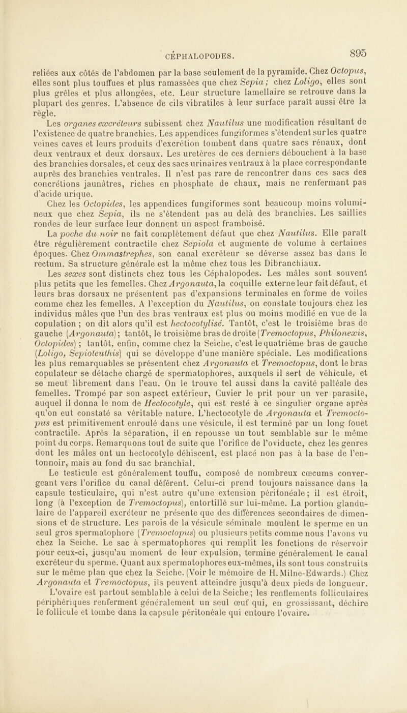 CEPHALOPODES. reliées aux côtés de l’abdomen par la base seulement de la pyramide. Chez Oclopus, elles sont plus touffues et plus ramassées que chez Sepia ; chez Loligo, elles sont plus grêles et plus allongées, etc. Leur structure lamellaire se retrouve dans la plupart des genres. L’absence de cils vibratiles à leur surface paraît aussi être la règle. Les organes excréteurs subissent chez Nautilus une modification résultant de l’existence de quatre branchies. Les appendices fungiformes s’étendent sur les quatre veines caves et leurs produits d’excrétion tombent dans quatre sacs rénaux, dont deux ventraux et deux dorsaux. Les uretères de ces derniers débouchent à la base des branchies dorsales, et ceux des sacs urinaires ventraux à la place correspondante auprès des branchies ventrales. Il n’est pas rare de rencontrer dans ces sacs des concrétions jaunâtres, riches en phosphate de chaux, mais ne renfermant pas d’acide urique. Chez les Oclopides, les appendices fungiformes sont beaucoup moins volumi- neux que chez Sepia, ils ne s’étendent pas au delà des branchies. Les saillies rondes de leur surface leur donnant un aspect framboisé. La poche du noir ne fait complètement défaut que chez Nautilus. Elle paraît être régulièrement contractile chez Sepiola et augmente de volume à certaines époques. Chez Ommastrephes, son canal excréteur se déverse assez bas dans le rectum. Sa structure générale est la même chez tous les Dibranchiaux. Les sexes sont distincts chez tous les Céphalopodes. Les mâles sont souvent plus petits que les femelles. Chez Argonauta, la coquille externe leur fait défaut, et leurs bras dorsaux ne présentent pas d’expansions terminales en forme de voiles comme chez les femelles. A l’exception du Nautilus, on constate toujours chez les individus mâles que l’un des bras ventraux est plus ou moins modifié en vue de la copulation ; on dit alors qu’il est hectocotylisé. Tantôt, c’est le troisième bras de gauche (Argonauta); tantôt, le troisième bras de droite (Tremoctopus, Philonexis, Octopides) ; tantôt, enfin, comme chez la Seiche, c’est le quatrième bras de gauche (Loligo, Sepioteuthis) qui se développe d’une manière spéciale. Les modifications les plus remarquables se présentent chez Argonauta et Tremoctopus, dont le bras copulateur se détache chargé de spermatophores, auxquels il sert de véhicule, et se meut librement dans l’eau. On le trouve tel aussi dans la cavité palléale des femelles. Trompé par son aspect extérieur, Cuvier le prit pour un ver parasite, auquel il donna le nom de Hectocotyle, qui est resté à ce singulier organe après qu’on eut constaté sa véritable nature. L’hectocotyle de Argonauta et Tremocto- pus est primitivement enroulé dans une vésicule, il est terminé par un long fouet contractile. Après la séparation, il en repousse un tout semblable sur le même point du corps. Remarquons tout de suite que l’orifice de l’oviducte, chez les genres dont les mâles ont un hectocotyle déhiscent, est placé non pas à la base de l’en- tonnoir, mais au fond du sac branchial. Le testicule est généralement touffu, composé de nombreux cæcums conver- geant vers l’orifice du canal déférent. Celui-ci prend toujours naissance dans la capsule testiculaire, qui n’est autre qu’une extension péritonéale ; il est étroit, long (à l’exception de Tremoctopus), entortillé sur lui-même. La portion glandu- laire de l’appareil excréteur ne présente que des différences secondaires de dimen- sions et de structure. Les parois de la vésicule séminale moulent le sperme en un seul gros spermatophore (Tremoctopus) ou plusieurs petits comme nous l’avons vu chez la Seiche. Le sac à spermatophores qui remplit les fonctions de réservoir pour ceux-ci, jusqu’au moment de leur expulsion, termine généralement le canal excréteur du sperme. Quant aux spermatophores eux-mêmes, ils sont tous construits sur le même plan que chez la Seiche. (Voir le mémoire de H. Milne-Edwards.) Chez Argonauta et Tremoctopus, ils peuvent atteindre jusqu’à deux pieds de longueur. L’ovaire est partout semblable à celui delà Seiche; les renflements folliculaires périphériques renferment généralement un seul œuf qui, en grossissant, déchire le follicule et tombe dans la capsule péritonéale qui entoure l’ovaire.