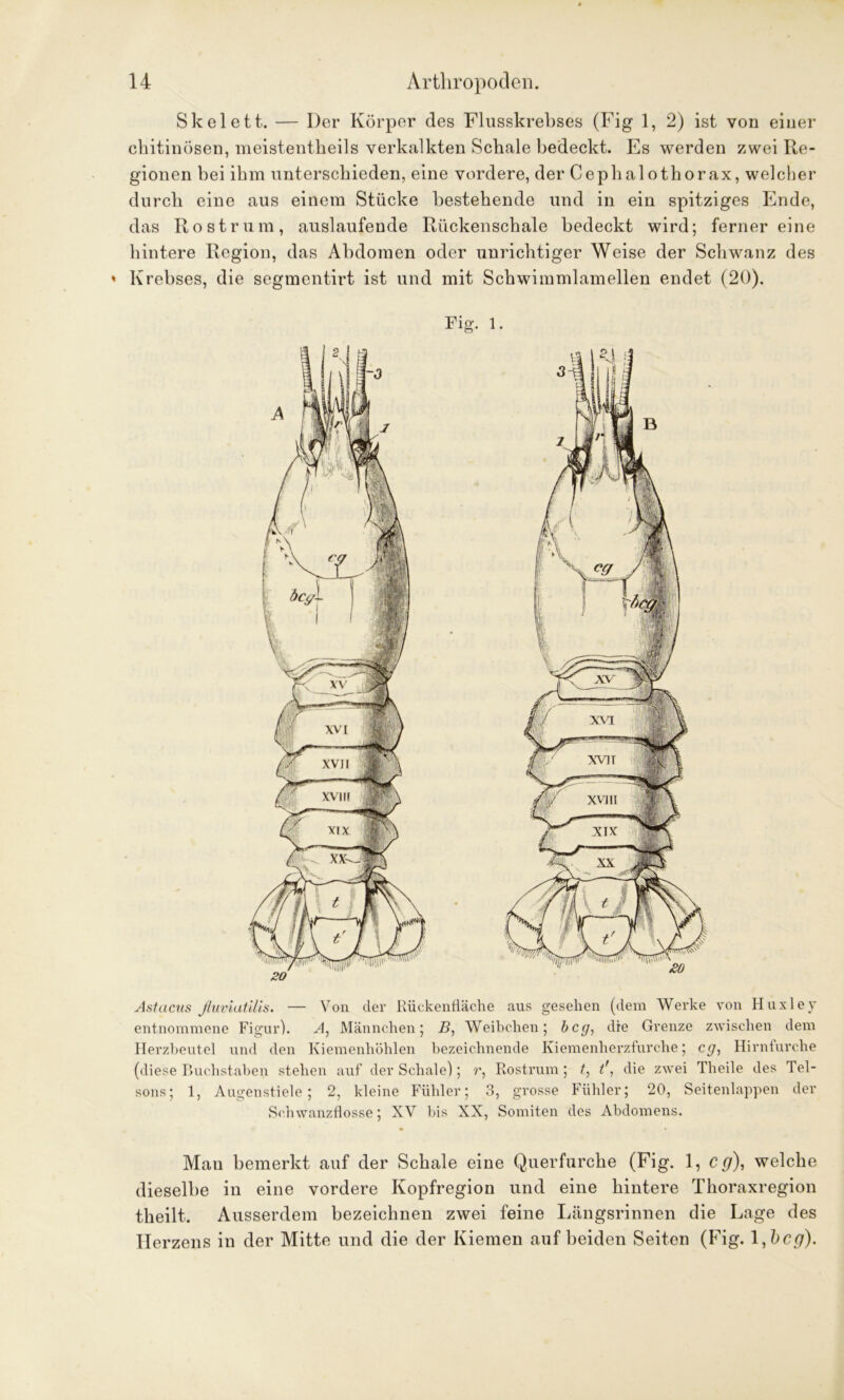 Skelett. — Der Körper des Flusskrebses (Fig 1, 2) ist von einer chitinösen, meistentheils verkalkten Schale bedeckt. Es werden zwei Re- gionen bei ihm unterschieden, eine vordere, der Cephalothorax, welcher durch eine aus einem Stücke bestehende und in ein spitziges Ende, das Rostrum, auslaufende Rückenschale bedeckt wird; fernereine hintere Region, das Abdomen oder unrichtiger Weise der Schwanz des Krebses, die segmentirt ist und mit Schwimmlamellen endet (20). Astacus ßuviatilis. — Von der Rückenfläche aus gesehen (dem Werke von Huxley entnommene Figur). A, Männchen; B, Weibchen; bcg, die Grenze zwischen dem Herzbeutel und den Kiemenhöhlen bezeichnende Kiemenherzfurche; cg, Hirnfurche (diese Buchstaben stehen auf der Schale); r, Rostrum; t, t', die zwei Theile des Tel- sons; 1, Augenstiele; 2, kleine Fühler; 3, grosse Fühler; 20, Seitenlappen der Schwanzflosse; XV bis XX, Somiten des Abdomens. Mau bemerkt auf der Schale eine Querfurche (Fig. 1, cg), welche dieselbe in eine vordere Kopfregion und eine hintere Thoraxregion theilt. Ausserdem bezeichnen zwei feine Längsrinnen die Lage des Herzens in der Mitte und die der Kiemen auf beiden Seiten (Fig. l,bcg).