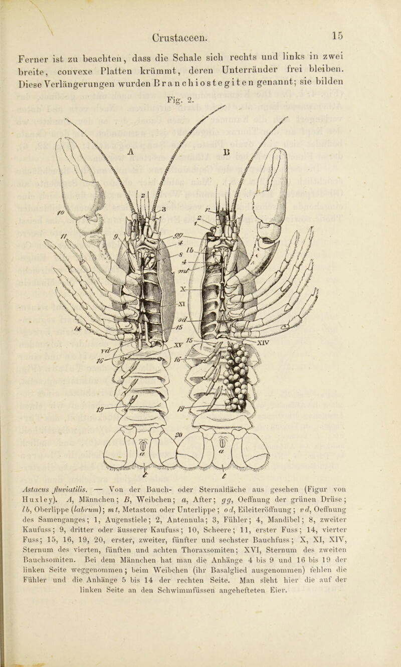 Ferner ist zu beachten, dass die Schale sich rechts und links in zwei breite, convexe Platten krümmt, deren Unterränder frei bleiben. Diese Verlängerungen wurden Branchiostegiten genannt; sie bilden Astacus fluviatilis. — Von der Bauch- oder Sternaltiäehe aus gesehen (Figur von Huxley). A, Männchen; B, Weibchen; a, After; gg, Oeffnung der grünen Drüse; Oberlippe (labrum); mt, Metastom oder Unterlippe ; oc?, EileiteröfFnung ; rrf, Oeffnung des Samenganges; 1, Augenstiele; 2, Antennula; 3, Fühler; 4, Mandibel; 8, zweiter Kaufuss; 9, dritter oder äusserer Kaufuss; 10, Scheere; 11, erster Fuss ; 14, vierter Fuss; 15, 16, 19, 20, erster, zweiter, fünfter und sechster Bauchfuss ; X, XI, XIV, Sternum des vierten, fünften und achten Thoraxsomiten; XVI, Sternum des zweiten Bauchsomiten. Bei dem Männchen hat man die Anhänge 4 bis 9 und 16 bis 19 der linken Seite weggenommen; beim Weibchen (ihr Basalglied ausgenommen) fehlen die Fühler und die Anhänge 5 bis 14 der rechten Seite. Man sieht hier die auf der linken Seite an den Schwimmfüssen angehefteten Eier. O