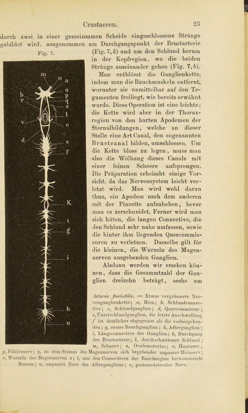 durch zwei in einer gemeinsamen Scheide eingeschlossene Stränge gebildet wird, ausgenommen am Durchgangspunkt der Brustarterie (Fig. 7, Je) und um den Schlund herum in der Kopfregion, wo die beiden Stränge auseinander gehen (Fig. 7, b). Man entblösst die Ganglienkette, indem man die Bauchmuskeln entfernt, worunter sie unmittelbar auf den Te- gumenten freiliegt, wie bereits erwähnt wurde. Diese Operation ist eine leichte; die Kette wird aber in der Thorax- region von den harten Apodemen der Sternalbildungen, welche an dieser Stelle eine Art Canal, den sogenannten Brustcanal bilden, umschlossen. Um die Kette bloss zu legen , muss man also die Wölbung dieses Canals mit einer feinen Scheere aufsprengen. Die Präparation erheischt einige Vor- sicht, da das Nervensystem leicht ver- letzt wird. Man wird wohl daran thun, ein Apodem nach dem anderen mit der Pincette aufzuheben, bevor man es zerschneidet. Ferner wird man sich hüten, die langen Connective, die den Schlund sehr nahe umfassen, sowie die hinter ihm liegenden Quercommis- suren zu verletzen. Dasselbe gilt für die kleinen, die Wurzeln des Magen- nerven ausgebenden Ganglien. Alsdann werden wir ersehen kön- nen, dass die Gesammtzahl der Gan- glien dreizehn beträgt, sechs am Astacus fluviatilis. — Etwas vergrösserte Ner- venganglienkette; a, Hirn; b, Schlundconnec- tive; c, Schlundganglion; d, Quercommissur ; e, Unterschlundganglion, die letzte Anschwellung f ist deutlicher abgegrenzt als die vorhergehen- den ; 7, erstes Bauchganglion ; h, Afterganglion ; i, Längsconnective der Ganglien; k, Durchgang der Brustarterie; l, durchschnittener Schlund; m, Sehnerv; n, Oculomotorius; o, Hautnerv; p, Fühlernerv; 7, zu dem Stamm des Magennerven sich begebender unpaarer Hirnnerv; r, Wurzeln des Magennerven s; t, aus den Connectiven der Bauchregion herkommende Nerven; t/, unpaarer Nerv des Afterganglions; v, postero-lateraler Nerv.