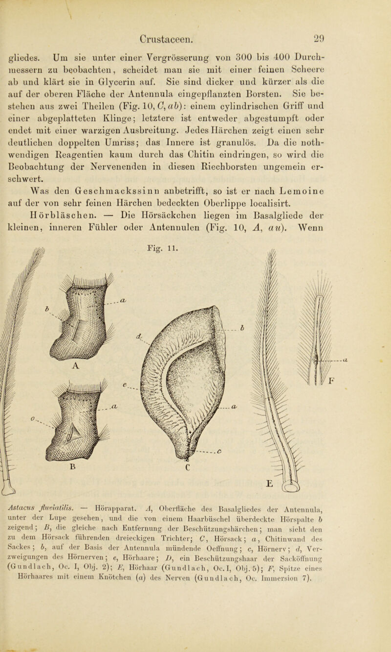 gliedes. Um sie unter einer Vergrösserung von 300 bis 400 Durch- messern zu beobachten, scheidet man sie mit einer feinen Scheere ab und klärt sie in Glycerin auf. Sie sind dicker und kürzer als die auf der oberen Fläche der Antennula eingepflanzten Borsten. Sie be- stehen aus zwei Theilen (Fig. 10, U, ab): einem cylindrischen Griff und einer abgeplatteten Klinge; letztere ist entweder abgestumpft oder endet mit einer warzigen Ausbreitung. Jedes Härchen zeigt einen sehr deutlichen doppelten Umriss; das Innere ist granulös. Da die notli- wendigen Reagentien kaum durch das Chitin eindringen, so wird die Beobachtung der Nervenenden in diesen Riechborsten ungemein er- schwert. W as den Geschmackssinn anbetrifft, so ist er nach Lemoine auf der von sehr feinen Härchen bedeckten Oberlippe localisirt. Ilörbläschen. — Die Ilörsäckchen liegen im Basalgliede der kleinen, inneren Fühler oder Antennulen (Fig. 10, A, au). Wenn Astacus ßuviatiiis. Hörapparat. A, Oberfläche des Basalgliedes der Antennula, unter der Lupe gesehen, und die von einem Haarbüschel überdeckte Hörspalte b zeigend; B, die gleiche nach Entfernung der Beschützungshärchen; man sicht den zu dem Hörsack führenden dreieckigen Trichter; C\ Hörsack; a, Chitinwand des Sackes; 6, aut der Basis der Antennula mündende Oeffhung; c, Hörnerv; d, Ver- zweigungen des Hörnerven; e, Hörhaare; Zt, ein Beschützungshaar der Sacköff'nung (Gun dl ach, Oc. I, Obj. 2); E, Hörhaar (Gun dl ach, Oc. I, Obj.5); Z1, Spitze eines Hörhaares mit einem Knötchen (a) des Nerven (Gun dl ach, Oc. Immersion 7).