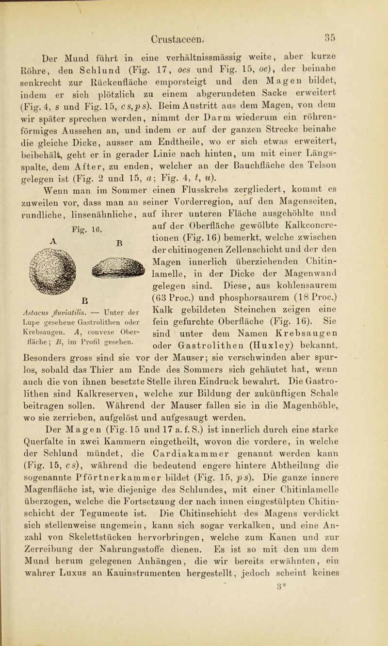 Fig. 16. B Der Mund führt in eine verhältnissmässig weite, aber kurze Röhre, den Schlund (Fig. 17, oes und Fig. 15, oc), der beinahe senkrecht zur Rückenfläche emporsteigt und den Magen bildet, indem er sich plötzlich zu einem abgerundeten Sacke erweitert (Fig. 4, s und Fig. 15, cs,ps). Beim Austritt aus dem Magen, von dem wir später sprechen werden, nimmt der Darm wiederum ein röhren- förmiges Aussehen an, und indem er auf der ganzen Strecke beinahe die gleiche Dicke, ausser am Endtheile, wo er sich etwas erweitert, beibehält, geht er in gerader Linie nach hinten, um mit einer Längs- spalte, dem After, zu enden, welcher an der Bauchfläche des Telson gelegen ist (Fig. 2 und 15, a; Fig. 4, t, u). Wenn man im Sommer einen Flusskrebs zergliedert, kommt es zuweilen vor, dass man an seiner Yorderregion, auf den Magenseiten, rundliche, linsenähnliche, auf ihrer unteren Fläche ausgehöhlte und auf der Oberfläche gewölbte Kalkconcre- tionen (Fig. 16) bemerkt, welche zwischen der chitinogenen Zellenschicht und der den Magen innerlich überziehenden Chitin- lamelle, in der Dicke der Magenwand gelegen sind. Diese, aus kohlensaurem (63 Proc.) und phosphorsaurem (18 Proc.) Kalk gebildeten Steinchen zeigen eine fein gefurchte Oberfläche (Fig. 16). Sie sind unter dem Namen Krebsaugen oder Gastrolithen (Huxley) bekannt. Besonders gross sind sie vor der Mauser; sie verschwinden aber spur- los, sobald das Thier am Ende des Sommers sich gehäutet hat, wenn auch die von ihnen besetzte Stelle ihren Eindruck bewahrt. Die Gastro- lithen sind Kalkreserven, welche zur Bildung der zukünftigen Schale beitragen sollen. Während der Mauser fallen sie in die Magenhöhle, wo sie zerrieben, aufgelöst und aufgesaugt werden. Der Magen (Fig. 15 und 17 a. f. S.) ist innerlich durch eine starke Querfalte in zwei Kammern eingetheilt, wovon die vordere, in welche der Schlund mündet, die Cardiakammer genannt werden kann (Fig. 15, cs), während die bedeutend engere hintere Abtheilung die sogenannte Pförtnerkammer bildet (Fig. 15, p s). Die ganze innere Magenfläche ist, wie diejenige des Schlundes, mit einer Chitinlamelle überzogen, welche die Fortsetzung der nach innen eingestülpten Chitin- schicht der Tegumente ist. Die Chitinschicht des Magens verdickt sich stellenweise ungemein, kann sich sogar verkalken, und eine An- zahl von Skelettstücken hervorbringen, welche zum Kauen und zur Zerreibung der Nahrungsstoffe dienen. Es ist so mit den um dem Mund herum gelegenen Anhängen, die wir bereits erwähnten, ein wahrer Luxus an Kauinstrumenten hergestellt, jedoch scheint keines B Astacus fluviatilis. — Unter der Lupe gesehene Gastrolithen oder Krebsaugen. A, convexe Ober- fläche ; B, im Profil gesehen. o *