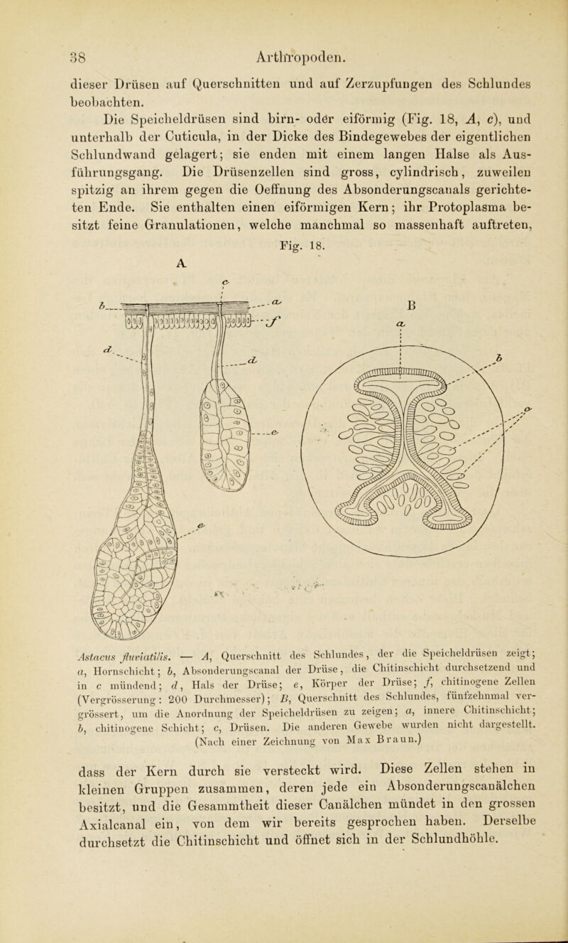 dieser Drüsen auf Querschnitten und auf Zerzupfungen des Schlundes beobachten. Die Speicheldrüsen sind birn- odör eiförmig (Fig. 18, A, c), und unterhalb der Cuticula, in der Dicke des Bindegewebes der eigentlichen Schlundwand gelagert; sie enden mit einem langen Halse als Aus- führungsgang. Die Drüsenzellen sind gross, cylindrisch, zuweilen spitzig an ihrem gegen die Oeffnung des Absonderungscanals gerichte- ten Ende. Sie enthalten einen eiförmigen Kern; ihr Protoplasma be- sitzt feine Granulationen, welche manchmal so massenhaft auftreten, A I Fig. 18. Astacus ßuviatilis. — A, Querschnitt des Schlundes, der die Speicheldrüsen zeigt ; a, Hornschicht; b, Absonderungscanal der Drüse, die Chitinschicht durchsetzend und in c mündend; d, Hals der Drüse; e, Körper der Drüse; f chitinogene Zellen (Yergrösserung : 200 Durchmesser); B, Querschnitt des Schlundes, fünfzehnmal \ei- grössert, um die Anordnung der Speicheldrüsen zu zeigen, a, inneie Chitinschicht; b, chitinogene Schicht; c, Drüsen. Die anderen Gewebe wurden nicht dargestellt. (Nach einer Zeichnung von Max Braun.) dass der Kern durch sie versteckt wird. Diese Zellen stehen in kleinen Gruppen zusammen, deren jede ein Absonderungscanälchen besitzt, und die Gesammtheit dieser Canälchen mündet in den grossen Axialcanal ein, von dem wir bereits gesprochen haben. Derselbe durchsetzt die Chitinschicht und öffnet sich in der Schlundhöhle.