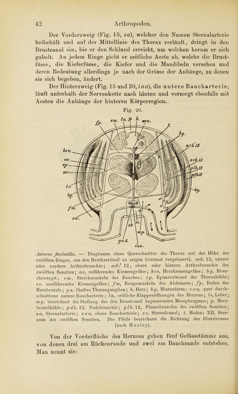 Der Vorderzweig (Fig. 15, sa), welcher den Namen Sternalarterie beibehält und auf der Mittellinie des Thorax verläuft, dringt in den Brustcanal ein, bis er den Schlund erreicht, um welchen herum er sich gabelt. An jedem Ringe giebt er seitliche Aeste ab, welche die Brust- füsse, die Kieferfüsse, die Kiefer und die Mandibeln versehen und deren Bedeutung allerdings je nach der Grösse der Anhänge, zu denen sie sich begeben, ändert. Der Hinterzweig (Fig. 15 und 20, iaa), die untere Baucharterie, läuft unterhalb der Nervenkette nach hinten und versorgt ebenfalls mit Aesten die Anhänge der hinteren Körperregion. Fig. 20. Astacus fluviatilis. — Diagramm eines Querschnittes des Thorax auf der Höhe des zwölften Ringes, um den Brutkreislauf zu zeigen (viermal vergrössert). arb. 12, untere oder vordere Arthrobranchie; arb.' 12, obere oder hintere Arthrobranchie des zwölften Somiten; aw, zuführendes Kiemengetäss; bcv, Herzkiemengeiäss; bg, Bran- chiostegit; cm, Streckmuskeln des Bauches; cp, Epimeralwand der Thoraxhöhle; ev, ausführendes Kiemengefäss; f m, Beugemuskeln des Abdomens; fp, Boden des Herzbeutels; gn, fünftes Thoraxganglion; h, Herz; hg, Hinterdarm; caa, quer durch- schnittene untere Baucharterie ; la, seitliche Klappenöffnungen des Herzens; Ir, Leber; mp, bezeichnet die Stellung des den Brustcanal begrenzenden Mesophragmas; p, Herz- beutelhöhle; pclb. 12, Podobranchie; plb. 12, Pleurobranchie des zwölften Somiten; sa, Sternalarterie; saa, obere Baucharterie; sc, Sternalcanal; t, Hoden; XII, Ster- num des zwölften Somiten. Die Pfeile bezeichnen die Richtung des Blutstromes (nach Huxley). Von der Vorderfläche des Herzens gehen fünf Gefässstämme aus, von denen drei am Rückenrande und zwei am Bauchrande entstehen. Man nennt sie: