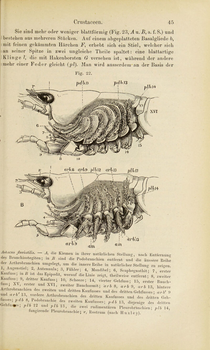 Sie sind mehr oder weniger blattförmig (Fig. 23, A u. B, a. f. S.) und bestehen aus mehreren Stücken. Auf einem abgeplatteten Basalgliede b, mit feinen gekämmten Härchen F, erhebt sich ein Stiel, welcher sich an seiner Spitze in zwei ungleiche Theile spaltet: eine blattartige Klinge 7, die mit Hakenborsten 6r versehen ist, während der andere mehr einer Feder gleicht (pl). Man wird ausserdem an der Basis der Fig. 22. 8 io Astacus ßuviatilis. — A, die Kiemen in ihrer natürlichen Stellung, nach Entfernung < es Branchiostegiten; in B sind die Podobranchien entfernt und die äussere Reihe der Arthrobranchien umgelegt, um die innere Reihe in natürlicher Stellung zu zeigen 1, Augenstiel; 2, Antennula; 3, Fühler; 4, Mandibel; 6, Scaphognathit; 7, erster Kauf u ss; in B ist das Epipodit, worauf die Linie zeigt, theilweise entfernt; 8, zweiter Kaufuss; 9, dritter Kaufuss; 10, Scheere; 14, vierter Gelifuss; 15, erster Bauch- uss \, erster und XVI, zweiter Bauchsomit; arb 8, arb 9, arb 13, hintere rthrobranchien des zweiten und dritten Kaufusses und des dritten Gehfusses; arb' 9 und arb 13 vordere Arthrobranchien des dritten Kaufusses und des dritten Geh- fusses; pdb 8 Podobranchie des zweiten Kaufusses; pdb 13, diejenige des dritten e usges, plb 12 und plb 13, die zwei rudimentären Pleurobranchien; plb 14, fungirende Pleurobranchie; r, Rostrum (nach Huxley).