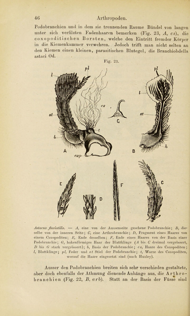 Podobranchien und in dem sie trennenden Raume Bündel von langen unter sich verfilzten Fadenhaaren bemerken (Fig. 23, A, cs), die coxopoditischen Borsten, welche den Eintritt fremder Körper in die Kiemenkammer verwehren. Jedoch trifft man nicht selten an den Kiemen einen kleinen, parasitischen Blutegel, die Branchiobdella astaci Od. Fig. 23. Astacus fluviatilis. — A, eine von der Aussenseite gesehene Podobranchie; B, die- selbe von dev inneren Seite ; C, eine Arthrobranchie; D, Fragment eines Haares von einem Coxopoditen; E, Ende desselben; F, Ende eines Haares von der Basis einer Podobranchie; G, hakenförmiges Haar der Blattklinge (A bis C dreimal vergrössert, D bis G stark vergrössert); b, Basis der Podobranchie; cs, Haare des Coxopoditen; l, Blattklinge; pl, Feder und st Stiel der Podobranchie; t, Warze des Coxopoditen, worauf die Haare eingesetzt sind (nach Huxley). Ausser den Podobranchien breiten sich sehr verschieden gestaltete, aber doch ebenfalls der Athmung dienende Anhänge aus, die Arthro- branchien (Fig. 22, B, arb). Statt an der Basis der Füsse sind