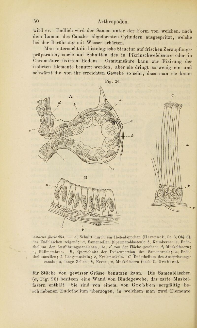 wird er. Endlich wird der Samen unter der Form von weichen, nach dem Lumen des Canales abgeformten Cylindern ausgespritzt, welche bei der Berührung mit Wasser erhärten. Man untersucht die histologische Structur auf frischen Zerzupfungs- präparaten, sowie auf Schnitten des in Pikrinschwefelsäure oder in Chromsäure fixirten Hodens. Osmiumsäure kann zur Fixirung der isolirten Elemente benutzt werden, aber sie dringt so wenig ein und schwärzt die von ihr erreichten Gewebe so sehr, dass man sie kaum Fig. 26. Astacus fluviatilis. — A, Schnitt durch ein Hodenläppchen (Hartnack, Oc. 3, Obj. 8), das Endbläschen zeigend; a, Samenzellen (Spermatobl'asten); b, Keimkerne; c, Endo- thelium der Ausführungscanälchen, bei c' von der Fläche gesehen; c7, Muskelfasern; e, Hüllmembran. B, Querschnitt der Drüsenportion des Samencanals; a, Endo- theliumzellen ; b, Längsmuskeln ; c, Kreismuskeln. (7, bndothelium des Ausspritzungs- canals ; a, lange Zellen; b, Kerne; c, Muskelfasern (nach C. Grobben). für Stücke von gewisser Grösse benutzen kann. Die Samenbläschen («, Fig. 26) besitzen eine Wand von Bindegewebe, das zarte Muskel- fasern enthält. Sie sind von einem, von Grobben sorgfältig be- schriebenen Endothelium überzogen, in welchem man zwei Elemente