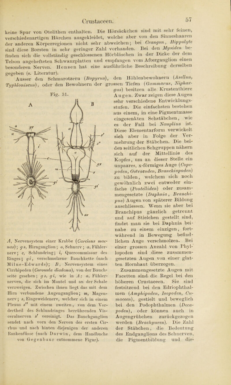 keine Spur von Otolitlien enthalten. Die Hörsäckchen sind mit sehr feinen, verschiedenartigen Härchen ausgekleidet, welche aber von den Sinneshaaren der anderen Körperregionen nicht sehr abweichen; bei Crangon, Hippolyte sind diese Borsten in sehr geringer Zahl vorhanden. Bei den Mysiden be finden sich die vollständig geschlossenen Hörbläschen in der Dicke der dem Telson angehefteten Schwanzplatten und empfangen vom Afterganglion einen besonderen Nerven. Hensen hat eine ausführliche Beschreibung derselben gegeben (s. Literatur). Ausser den Schmarotzern (.Bopyrus), Typhloniscus), oder den Bewohnern der g Fig. 31. A, Nervensystem einer Krabbe (Carcinus mae- nas)\ gs, Hirnganglion; o, Sehnerv ; a, Fühler- nerv; c, Schlundring; £, Quereommissur des Ringes; g i, verschmolzene Bauchkette (nach Milne-Edwards); B, Nervensystem eines Cirrhipeden (Coronula di ad ein a), von der Bauch- seite gesehen; g s, gi, wie in A; a, Fühler- nerven, die sich im Mantel und an der Schale verzweigen. Zwischen ihnen liegt das mit dem Hirn verbundene Augenganglion; m, Magen- nerv ; s, Eingeweidenerv, welcher sich in einem Plexus s mit einem zweiten, von dem Vor- dertheil des Schlundringes herrührenden Vis- ceralnerven s' vereinigt. Das Bauchganglion sendet nach vorn den Nerven des ersten Cir- rhus und nach hinten diejenigen der anderen Rankenfüsse (nach Darwin, dem Handhuche von Gegenbaur entnommene Figur). den Höhlenbewohnern (Asellus, rossen Tiefen (Gammarus, Niphar- gus) besitzen alle Krustenthiere Augen. Zwar zeigen diese Augen sehr verschiedene Entwicklungs- stufen. Die einfachsten bestehen aus einem, in eine Pigmentmasse eingesenkten Sehstäbchen, wie es der Fall bei Nauplius ist. Diese Elementarform verwickelt sich aber in Folge der Ver- mehrung der Stäbchen. Die bei- den seitlichen Sehgruppen nähern sich auf der Mittellinie des Kopfes, um an dieser Stelle ein unpaares, x-förmiges Auge (Cope- poden, Ostracoden, Branehiopoden) zu bilden, welchem sich noch gewöhnlich zwei entweder ein- fache (Pontelliden) oder zusam- mengesetzte (Daphnia, Branchi- pus) Augen von späterer Bildung anschliessen. Wenn sie aber bei Brancliipus gänzlich getrennt und auf Stielchen gestellt sind, findet mau sie bei Daphnia bei- nahe zu einem einzigen, fort- während in Bewegung befind- lichen Auge verschmolzen. Bei einer grossen Anzahl von Pliyl- lopoden sind diese zusammen- gesetzten Augen von eiuer glat- ten Hornhaut überzogen. Zusammengesetzte Augen mit Facetten sind die Begel bei den höheren Crustaceen. Sie siud festsitzend bei den Edrioplithal- men (Amphipoden, Isopoden, Cu- maceen), gestielt und beweglich bei den Podophthalmen (Deca- poden), oder können auch in Augengrübchen zurückgezogen werden (Brachyuren). Die Zahl der Stäbchen, die Bedeutung des Endganglions des Sehnerven, die Pigmentbildung und die-