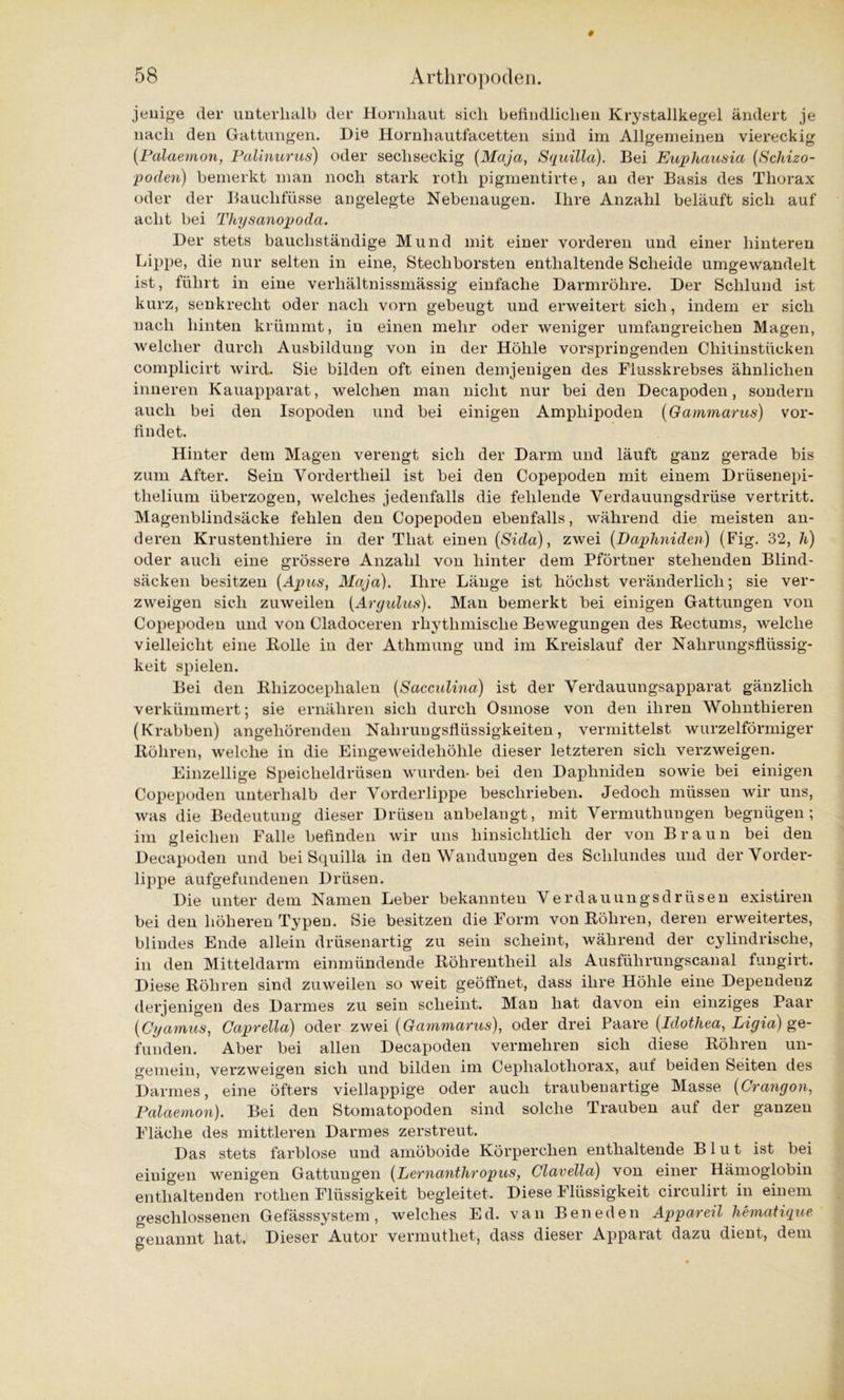 jenige der unterhalb der Hornhaut sieh befindlichen Krystallkegel ändert je nach den Gattungen. Die Hornhautfacetten sind im Allgemeinen viereckig (Palaemon, Palinurus) oder sechseckig (Maja, Squilla). Bei Euphausia (Schizo- poden) bemerkt man noch stark roth pigmentirte, an der Basis des Thorax oder der Bauclifüsse angelegte Nebenaugen. Ihre Anzahl beläuft sich auf acht bei Thysanopoda. Der stets bauchständige Mund mit einer vorderen und einer hinteren Lippe, die nur selten in eine, Stechborsten enthaltende Scheide umgewandelt ist, führt in eine verhältnissmässig einfache Darmröhre. Der Schlund ist kurz, senkrecht oder nach vorn gebeugt und erweitert sich, indem er sich nach hinten krümmt, in einen mehr oder weniger umfangreichen Magen, welcher durch Ausbildung von in der Höhle vorspringenden Chitinstücken complicirt wird. Sie bilden oft einen demjenigen des Flusskrebses ähnlichen inneren Kauapparat, welchen man nicht nur bei den Decapoden, sondern auch bei den Isopoden und bei einigen Ampliipoden (Gammarus) vor- findet. Hinter dem Magen verengt sich der Darm und läuft ganz gerade bis zum After. Sein Vordertlieil ist bei den Copepoden mit einem Drüsenepi- thelium überzogen, welches jedenfalls die fehlende Verdauungsdrüse vertritt. Magenblindsäcke fehlen den Copepoden ebenfalls, während die meisten an- deren Krustentliiere in der Tliat einen (Sida), zwei (Daphniden) (Fig. 32, h) oder auch eine grössere Anzahl von hinter dem Pförtner stehenden Blind- säcken besitzen (Apus, Maja). Ihre Länge ist höchst veränderlich; sie ver- zweigen sich zuweilen (Aryiilus). Man bemerkt bei einigen Gattungen von Copepoden und von Cladoceren rhythmische Bewegungen des Rectums, welche vielleicht eine Bolle in der Athmung und im Kreislauf der Nahrungsflüssig- keit spielen. Bei den Rliizoceplialen (Sacculina) ist der Verdauungsapparat gänzlich verkümmert; sie ernähren sich durch Osmose von den ihren Wohnthieren (Krabben) angehörenden Nahruugsflüssigkeiten, vermittelst wurzelförmiger Röhren, welche in die Eingeweidehöhle dieser letzteren sich verzweigen. Einzellige Speicheldrüsen wurden- bei den Daphniden sowie bei einigen Copepoden unterhalb der Vorderlippe beschrieben. Jedoch müssen wir uns, was die Bedeutung dieser Drüsen anbelangt, mit Vermuthungen begnügen; im gleichen Falle befinden wir uns hinsichtlich der von Braun bei den Decapoden und bei Squilla in den Wandungen des Schlundes und der Vorder- lippe aufgefundenen Drüsen. Die unter dem Namen Leber bekannten Verdauungsdrüsen existiren bei den höheren Typen. Sie besitzen die Form von Röhren, deren erweitertes, blindes Ende allein drüsenartig zu sein scheint, während der cylindrische, in den Mitteldarm einmündende Röhrentheil als Ausführungscanal fungirt. Diese Röhren sind zuweilen so weit geöffnet, dass ihre Höhle eine Dependenz derjenigen des Darmes zu sein scheint. Man hat davon ein einziges Paar (Cyamus, Caprella) oder zwei (Gammarus), oder drei Paare (Idothea, Ligia) ge- funden. Aber bei allen Decapoden vermehren sich diese Röhren un- gemein, verzweigen sich und bilden im Ceplialothorax, auf beiden Seiten des Darmes, eine öfters viellappige oder auch traubenartige Masse (Crangon, Palaemon). Bei den Stomatopoden sind solche Trauben auf der ganzen Fläche des mittleren Darmes zerstreut. Das stets farblose und amöboide Körperchen enthaltende Blut ist bei einigen wenigen Gattungen (Lernanthropus, Clavella) von einer Hämoglobin enthaltenden rothen Flüssigkeit begleitet. Diese Flüssigkeit circulirt in einem geschlossenen Gefässsystem, welches Ed. van Beneden Appareil hematique genannt hat. Dieser Autor vermuthet, dass dieser Apparat dazu dient, dem