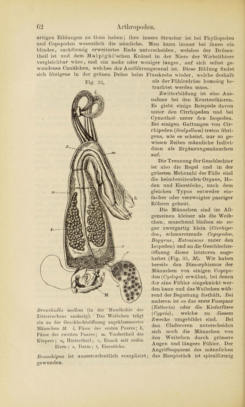 artigen Bildungen zu thun haben; ihre innere Structur ist bei Phyllopoden und Copepoden wesentlich die nämliche. Man kann immer bei ihnen ein blindes, sackförmig erweitertes Ende unterscheiden, welches der Drüsen- theil ist und dem Malpighi’sehen Knäuel in der Niere der Wirbelthiere vergleichbar wäre, und ein mehr oder weniger langes , auf sich selbst ge- wundenes Canälchen, welches der Ausführungscanal ist. Diese Bildung findet sich übrigens in der grünen Drüse beim Flusskrebs wieder, welche deshalb Fig. 35. Branchiella mallens (in der Mundhöhle des Zitterrochens ansässig). Das Weibchen trägt ein an der Geschlechtsöffnung angeklammertes Männchen M. i, Füsse des ersten Paares; h, Füsse des zweiten Paares; m, Vordertheil des Körpers ; n, Hintertheil; r, Eisack mit reifen Eiern ; s, Darm; /, Eierstöcke. als der Fülilerdrüse homolog be- trachtet werden muss. Zwitterbildung ist eine Aus- nahme bei den Krustenthieren. Es giebt einige Beispiele davon unter den Cirrhipeden und bei Cymothoe unter den Isopoden. Bei einigen Gattungen von Cir- rhipeden (Scalpellum) treten übri- gens, wie es scheint, nur zu ge- wissen Zeiten männliche Indivi- duen als Ergänzungsmännchen auf. Die Trennung der Geschlechter ist also die Kegel und in der grössten Mehrzahl der Fälle sind die keimbereitenden Organe, Ho- den und Eierstöcke, nach dem gleichen Typus entweder ein- facher oder verzweigter paariger Köhren gebaut. Die Männchen sind im All- gemeinen kleiner als die Weib- chen, manchmal bleiben sie so- gar zwergartig klein (Cirrhipe- den, schmarotzende Copepoden, Bopyrus, Entoniscus unter den Isopoden) und an die Geschlechts- öffnung dieser letzteren ange- heftet (Fig. 35, M). Wir haben bereits den Dimorphismus der Männchen von einigen Copepo- den (Cyclops) erwähnt, bei denen der eine Fühler eingeknickt wer- den kann und das Weibchen wäh- rend der Begattung festhält. Bei anderen ist es das erste Fusspaar (.Estheria) oder die Kieferfiisse (Cypris), welche zu diesem Zwecke umgebildet sind. Bei den Cladoceren unterscheiden sich noch die Männchen den Weibchen durch Augen und längere Fühler. Der von grossere Angriffsapparat des männlichen Branchipus ist ausserordentlich complicirt; das Hauptstück ist spiralförmig gewunden.