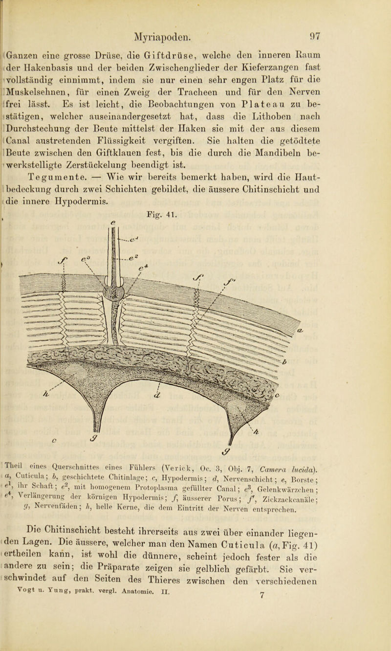 Theil eines Querschnittes eines Fühlers (Yerick, Oc. 3, Obj. 7, Camera lucida). a, Cuticula; b, geschichtete Chitinlage; c, Hypodermis; d, Nervenschicht; e, Borste; e ’ lhr Schaft 5 e2> mit homogenem Protoplasma gefüllter Canal; e3, Gelenkwärzchen : 6 ’ Verlängerung der körnigen Hypodermis; /, äusserer Porus; /, Zickzackcanäle; <7, Nervenfäden; h, helle Kerne, die dem Eintritt der Nerven entsprechen. Die Chitinschicht besteht ihrerseits aus zwei über einander liegen- den Lagen. Die äussere, welcher man den Namen Cuticula (a,Fig. 41) ertheilen kann, ist wohl die dünnere, scheint jedoch fester als die andere zu sein; die Präparate zeigen sie gelblich gefärbt. Sie ver- schwindet auf den Seiten des Thieres zwischen den verschiedenen Vogt u. Yung, prakt. vergl. Anatomie. II. Ganzen eine grosse Drüse, die Giftdrüse, welche den inneren Raum der Hakenbasis und der beiden Zwischenglieder der Kieferzangen fast vollständig einnimmt, indem sie nur einen sehr engen Platz für die Muskelsehnen, für einen Zweig der Tracheen und für den Nerven frei lässt. Es ist leicht, die Beobachtungen von Plateau zu be- stätigen, welcher auseinandergesetzt hat, dass die Lithoben nach Durchstechung der Beute mittelst der Haken sie mit der aus diesem Canal austretenden Flüssigkeit vergiften. Sie halten die getödtete Beute zwischen den Giftklauen fest, bis die durch die Mandibeln be- werkstelligte Zerstückelung beendigt ist. Tegumente. — Wie wir bereits bemerkt haben, wird die Haut- bedeckung durch zwei Schichten gebildet, die äussere Chitinschicht und die innere Hypodermis. Fig. 41. * & e 7
