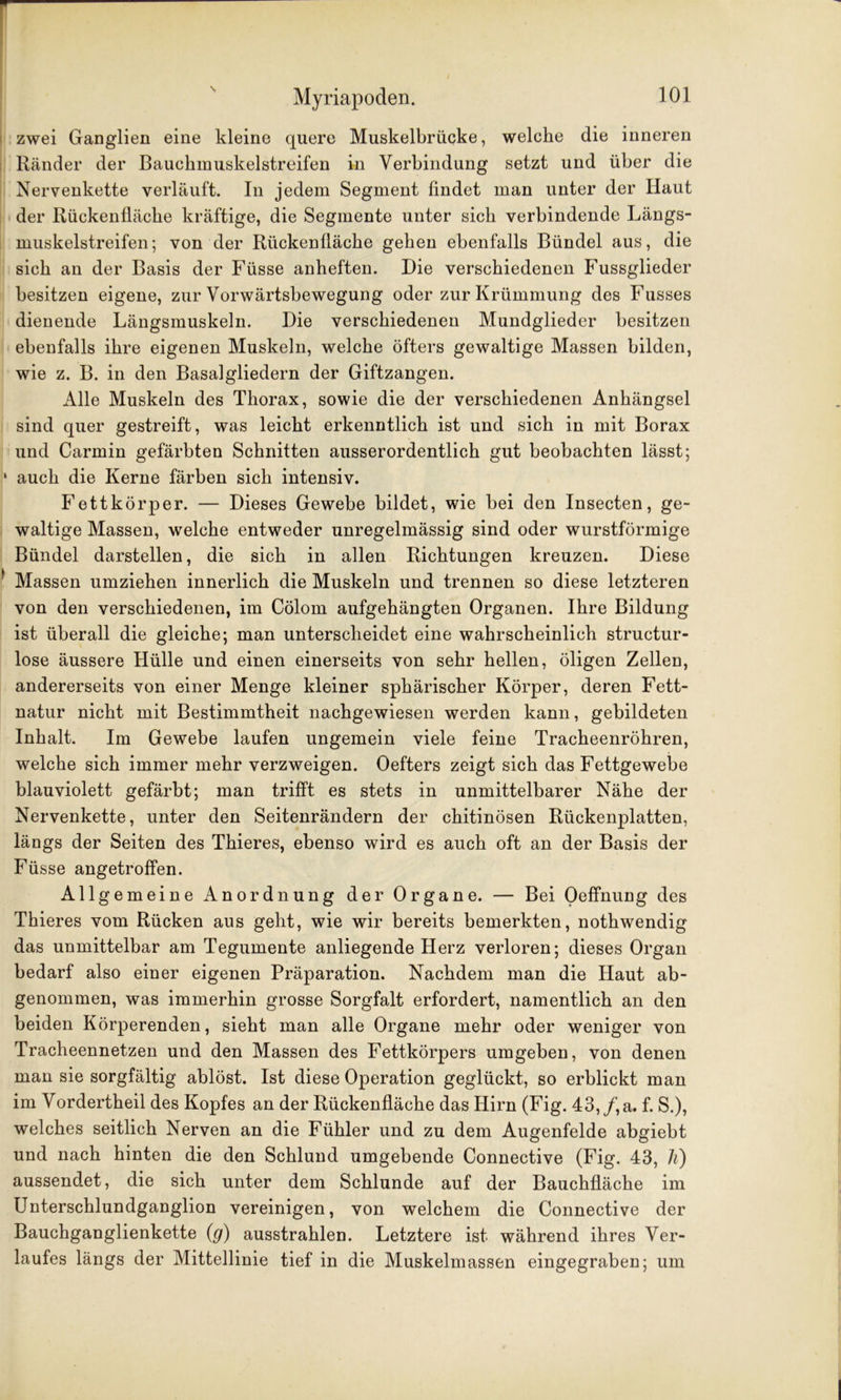 zwei Ganglien eine kleine quere Muskelbrücke, welche die inneren Ränder der Bauchmuskelstreifen in Verbindung setzt und über die Nervenkette verläuft. In jedem Segment findet man unter der Haut der Rückenfläche kräftige, die Segmente unter sich verbindende Längs- muskelstreifen; von der Rückenfläche gehen ebenfalls Bündel aus, die sich an der Basis der Füsse anheften. Die verschiedenen Fussglieder besitzen eigene, zur Vorwärtsbewegung oder zur Krümmung des Fusses dienende Längsmuskeln. Die verschiedenen Mundglieder besitzen ebenfalls ihre eigenen Muskeln, welche öfters gewaltige Massen bilden, wie z. B. in den Basalgliedern der Giftzangen. Alle Muskeln des Thorax, sowie die der verschiedenen Anhängsel sind quer gestreift, was leicht erkenntlich ist und sich in mit Borax und Carmin gefärbten Schnitten ausserordentlich gut beobachten lässt; ‘ auch die Kerne färben sich intensiv. Fettkörper. — Dieses Gewebe bildet, wie bei den Insecten, ge- waltige Massen, welche entweder unregelmässig sind oder wurstförmige Bündel darstellen, die sich in allen Richtungen kreuzen. Diese ' Massen umziehen innerlich die Muskeln und trennen so diese letzteren von den verschiedenen, im Cölom aufgehängten Organen. Ihre Bildung ist überall die gleiche; man unterscheidet eine wahrscheinlich structur- lose äussere Hülle und einen einerseits von sehr hellen, öligen Zellen, andererseits von einer Menge kleiner sphärischer Körper, deren Fett- natur nicht mit Bestimmtheit nachgewiesen werden kann, gebildeten Inhalt. Im Gewebe laufen ungemein viele feine Tracheenröhren, welche sich immer mehr verzweigen. Oefters zeigt sich das Fettgewebe blauviolett gefärbt; man trifft es stets in unmittelbarer Nähe der Nervenkette, unter den Seitenrändern der chitinösen Rückenplatten, längs der Seiten des Thieres, ebenso wird es auch oft an der Basis der Füsse angetroffen. Allgemeine Anordnung der Organe. — Bei Oeffnung des Thieres vom Rücken aus geht, wie wir bereits bemerkten, nothwendig das unmittelbar am Tegumente anliegende Herz verloren; dieses Organ bedarf also einer eigenen Präparation. Nachdem man die Haut ab- genommen, was immerhin grosse Sorgfalt erfordert, namentlich an den beiden Körperenden, sieht man alle Organe mehr oder weniger von Tracheennetzen und den Massen des Fettkörpers umgeben, von denen man sie sorgfältig ablöst. Ist diese Operation geglückt, so erblickt man im Vordertheil des Kopfes an der Rückenfläche das Hirn (Fig. 43,/,a. f. S.), welches seitlich Nerven an die Fühler und zu dem Augenfelde abgiebt und nach hinten die den Schlund umgebende Connective (Fig. 43, li) aussendet, die sich unter dem Schlunde auf der Bauchfläche im Unterschlundganglion vereinigen, von welchem die Connective der Bauchganglienkette (g) ausstrahlen. Letztere ist während ihres Ver- laufes längs der Mittellinie tief in die Muskelmassen eingegraben; um