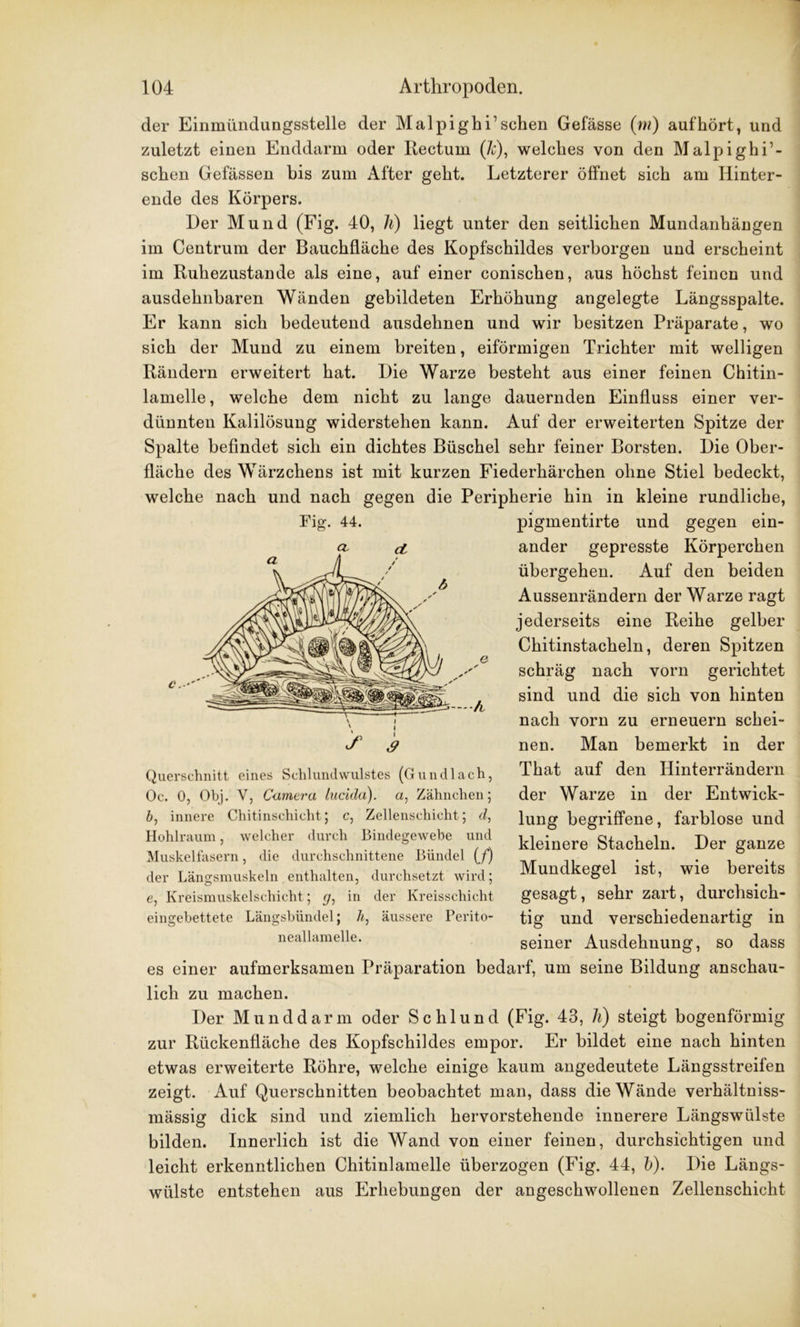 der Einmündungsstelle der Mal pighi’sehen Gefässe (m) auf hört, und zuletzt einen Enddarm oder Rectum (7Q, welches von den Malpighi’- schen Gefässen bis zum After geht. Letzterer öffnet sich am Hinter- ende des Körpers. Her Mund (Fig. 40, h) liegt unter den seitlichen Mundanhängen im Centrum der Bauchfläche des Kopfschildes verborgen und erscheint im Ruhezustände als eine, auf einer conischen, aus höchst feinen und ausdehnbaren Wänden gebildeten Erhöhung angelegte Längsspalte. Er kann sich bedeutend ausdehnen und wir besitzen Präparate, wo sich der Mund zu einem breiten, eiförmigen Trichter mit welligen Rändern erweitert hat. Hie Warze besteht aus einer feinen Chitin- lamelle, welche dem nicht zu lange dauernden Einfluss einer ver- dünnten Kalilösung widerstehen kann. Auf der erweiterten Spitze der Spalte befindet sicli ein dichtes Büschel sehr feiner Borsten. Hie Ober- fläche des Wärzchens ist mit kurzen Fiederhärchen ohne Stiel bedeckt, welche nach und nach gegen die Peripherie hin in kleine rundliche, pigmentirte und gegen ein- ander gepresste Körperchen übergehen. Auf den beiden Aussenrändern der Warze ragt jederseits eine Reihe gelber Chitinstacheln, deren Spitzen schräg nach vorn gerichtet sind und die sich von hinten nach vorn zu erneuern schei- nen. Man bemerkt in der That auf den Hinterrändern der Warze in der Entwick- lung begriffene, farblose und kleinere Stacheln. Her ganze Mundkegel ist, wie bereits gesagt, sehr zart, durchsich- tig und verschiedenartig in seiner Ausdehnung, so dass es einer aufmerksamen Präparation bedarf, um seine Bildung anschau- lich zu machen. Her Mund dann oder Schlund (Fig. 43, h) steigt bogenförmig zur Rückenfläche des Kopfschildes empor. Er bildet eine nach hinten etwas erweiterte Röhre, welche einige kaum angedeutete Längsstreifen zeigt. Auf Querschnitten beobachtet man, dass die Wände verhältniss- mässig dick sind und ziemlich hervorstehende innerere Längswülste bilden. Innerlich ist die Wand von einer feinen, durchsichtigen und leicht erkenntlichen Chitinlamelle überzogen (Fig. 44, b). Hie Längs- wülste entstehen aus Erhebungen der angeschwollenen Zellenschicht Fig. 44. Querschnitt eines Schlundwulstes (Gundlach, Oc. 0, Obj. V, Camera lucida). a, Zähnchen; b, innere Chitinschicht; c, Zellenschicht; d, Hohlraum, welcher durch Bindegewebe und Muskelfasern, die durchschnittene Bündel (/) der Längsmuskeln enthalten, durchsetzt wird; e, Kreismuskelschicht; gr, in der Kreisschicht eingebettete Längsbündel; li, äussere Perito- neallamelle.