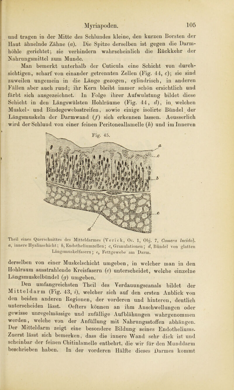 und tragen in der Mitte des Schlundes kleine, den kurzen Borsten der Haut ähnelnde Zähne (a). Die Spitze derselben ist gegen die Darm- höhle gerichtet; sie verhindern wahrscheinlich die Rückkehr der Nahrungsmittel zum Munde. Man bemerkt unterhalb der Cuticula eine Schicht von durch- sichtigen, scharf von einander getrennten Zellen (Fig. 44, c); sie sind zuweilen ungemein in die Länge gezogen, cylindrisch, in anderen Fällen aber auch rund; ihr Kern bleibt immer schön ersichtlich und färbt sich ausgezeichnet. In Folge ihrer Aufwulstung bildet diese Schicht in den Längswülsten Hohlräume (Fig. 44, d), in welchen Muskel- und Bindegewebsstreifen, sowie einige isolirte Bündel der Längsmuskeln der Darmwand (/) sich erkennen lassen. Aeusserlich wird der Schlund von einer feinen Peritoneallamelle (]i) und im Inneren Theil eines Querschnittes des Mitteldarmes (Verick, Oc. 1, Obj. 7, Camera lucida). a, innere Hyalinschicht; b, Endotheliumzellen; c, Granulationen; d, Bündel von glatten Längsmuskelfasern; e, Fettgewebe am Darm. derselben von einer Muskelschicht umgeben, in welcher man in den Hohlraum ausstrahlende Kreisfasern (e) unterscheidet, welche einzelne Längsmuskelbündel (g) umgeben. Den umfangreichsten Theil des Verdauungscanals bildet der Mittel darin (Fig. 43, i), welcher sich auf den ersten Anblick von den beiden anderen Regionen, der vorderen und hinteren, deutlich unterscheiden lässt. Oefters können an ihm Anschwellungen oder gewisse unregelmässige und zufällige Aufblähungen wahrgenommen werden, welche von der Anfüllung mit Nahrungsstoffen abhängen. Der Mitteldarm zeigt eine besondere Bildung seines Endotheliums. Zuerst lässt sich bemerken, dass die innere Wand sehr dick ist und scheinbar der leinen Chitinlamelle entbehrt, die wir für den Munddarm beschrieben haben. In der vorderen Hälfte dieses Darmes kommt
