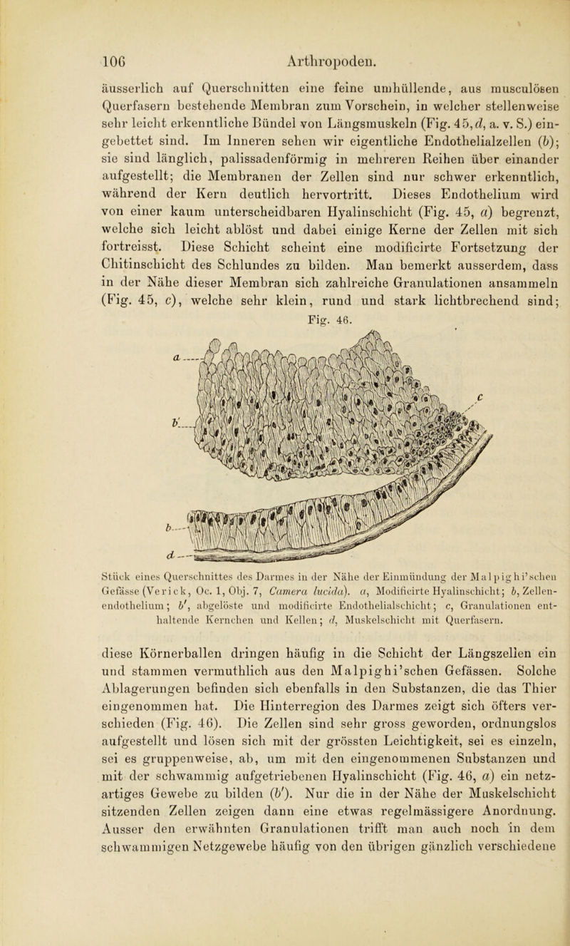 äusserlich auf Querscliuitten eine feine umhüllende, aus musculösen Querfasern bestehende Membran zum Vorschein, in welcher stellenweise sehr leicht erkenntliche Bündel von Längsmuskeln (Fig. 45,d, a. v. S.) ein- gebettet sind. Im Inneren sehen wir eigentliche Endothelialzellen (5); sie sind länglich, palissadenförmig in mehreren Reihen über einander aufgestellt; die Membranen der Zellen sind nur schwer erkenntlich, während der Kern deutlich hervortritt. Dieses Endothelium wird von einer kaum unterscheidbaren Hyalinschicht (Fig. 45, a) begrenzt, welche sich leicht ablöst und dabei einige Kerne der Zellen mit sich fortreisst. Diese Schicht scheint eine modificirte Fortsetzung der Chitinschicht des Schlundes zu bilden. Man bemerkt ausserdem, dass in der Nähe dieser Membran sich zahlreiche Granulationen ansammeln (Fig. 45, c), welche sehr klein, rund und stark lichtbrechend sind; Stück eines Querschnittes des Darmes in der Nähe der Einmündung der Malpighi’sehen Gelasse (Verick, Oc. 1, Obj. 7, Camera lucicla). a, Modificirte Hyalinschicht; b, Zellen- endothelium; b', abgelöste und modificirte Endothelialschicht; c, Granulationen ent- haltende Kernchen und Kellen; d, Muskelschicht mit Querfasern. diese Körnerballen dringen häufig in die Schicht der Längszelien ein und stammen vermuthlich aus den Malpighi’schen Gefässen. Solche Ablagerungen befinden sich ebenfalls in den Substanzen, die das Thier eingenommen hat. Die Hinterregion des Darmes zeigt sich öfters ver- schieden (Fig. 46). Die Zellen sind sehr gross geworden, ordnungslos aufgestellt und lösen sich mit der grössten Leichtigkeit, sei es einzeln, sei es gruppenweise, ab, um mit den eingenommenen Substanzen und mit der schwammig aufgetriebenen Hyalinschicht (Fig. 46, a) ein netz- artiges Gewebe zu bilden (b'). Nur die in der Nähe der Muskelschicht sitzenden Zellen zeigen dann eine etwas regelmässigere Anordnung. Ausser den erwähnten Granulationen trifft man auch noch in dem schwammigen Netzgewebe häufig von den übrigen gänzlich verschiedene