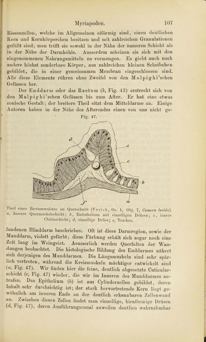 Riesenzellen, welche im Allgemeinen eiförmig sind, einen deutlichen Kern und Kernkörperchen besitzen und mit zahlreichen Granulationen gefüllt sind; man trifft sie sowohl in der Nähe der äusseren Schicht als in der Nähe der Darmhöhle. Ausserdem scheinen sie sich mit den eingenommenen Nahrungsmitteln zu vermengen. Es giebt auch noch andere höchst sonderbare Körper, aus zahlreichen kleinen Scheibchen gebildet, die in einer gemeinsamen Membran eingeschlossen sind. Alle diese Elemente rühren ohne Zweifel von den Malpiglii1 sehen Gefässen her. Der Enddarm oder das Rectum (lc, Fig. 43) erstreckt sich von den Malp ig h i’ sehen Gefässen bis zum After. Er hat eine etwas conische Gestalt ; der breitere Theil sitzt dem Mitteldarme an. Einige Autoren haben in der Nähe des Afterendes einen von uns nicht ge- Fig. 47. Theil eines Rectumwulstes im Querschnitt (Yerick, Oc. 1, Obj. 7, Camera lucida). a, äussere Quermuskelschicht; b, Endothelium mit einzelligen Drüsen; c, innere Chitinschicht; d, einzellige Drüse; e, Trachea. fundenen Blinddarm beschrieben. Oft ist diese Darmregion, sowie der Munddarm, violett gefärbt; diese Färbung erhält sich sogar noch eine Zeit lang im Weingeist. Aeusserlich werden Querfalten der Wan- dungen beobachtet. Die histologische Bildung des Enddarmes nähert sich derjenigen des Munddarmes. Die Längsmuskeln sind sehr spär- lich vertreten, während die Kreismuskeln mächtiger entwickelt sind (a, Fig. 47). Wir finden hier die feine, deutlich abgesetzte Cuticular- schicht (c, Fig. 47) wieder, die wir im Inneren des Munddarraes an- trafen. Das Epithelium (b) ist aus Cylinderzellen gebildet, deren Inhalt sehr durchsichtig ist; der stark hervortretende Kern liegt ge- wöhnlich am inneren Ende an der deutlich erkennbaren Zell enwand an. Zwischen diesen Zellen findet man einzellige, hirnförmige Drüsen (ä, Fig. 47), deren Ausführungscanal zuweilen deutlich wahrnehmbar