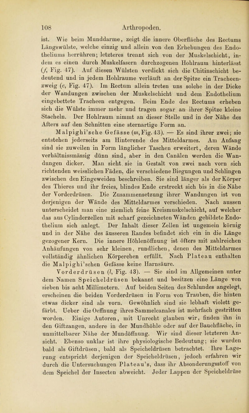 ist. Wie beim Munddarme, zeigt die innere Oberfläche des Rectums Längswülste, welche einzig und allein von den Erhebungen des Endo- theliums herrühren; letzteres trennt sich von der Muskelschicht, in- dem es einen durch Muskelfasern durchzogenen Hohlraum hinterlässt (f Fig. 47). Auf diesen Wülsten verdickt sich die Chitinschicht be- deutend und in jedem Hohlraume verläuft an der Spitze ein Tracheen- zweig (e, Fig. 47). Im Rectum allein treten uns solche in der Dicke der Wandungen zwischen der Muskelschicht und dem Endothelium eingebettete Tracheen entgegen. Beim Ende des Rectums erheben sich die Wülste immer mehr und tragen sogar an ihrer Spitze kleine Stacheln. Der Hohlraum nimmt an dieser Stelle und in der Nähe des Afters auf den Schnitten eine sternartige Form an. Malpighrsche Gefässe (m, Fig. 43). — Es sind ihrer zwei; sie entstehen jederseits am Hinterende des Mitteldarmes. Am Anfang sind sie zuweilen in Form länglicher Taschen erweitert, deren Wände verhältnissmässig dünn sind, aber in den Canälen werden die Wan- dungen dicker. Man sieht sie in Gestalt von zwei nach vorn sich richtenden weisslichen Fäden, die verschiedene Biegungen und Schlingen zwischen den Eingeweiden beschreiben. Sie sind länger als der Körper des Thieres und ihr freies, blindes Ende erstreckt sich bis in die Nähe der Vorderdrüsen. Die Zusammensetzung ihrer Wandungen ist von derjenigen der Wände des Mitteldarmes verschieden. Nach aussen unterscheidet man eine ziemlich feine Kreismuskelschicht, auf welcher das aus Cylinderzellen mit scharf gezeichneten Wänden gebildete Endo- thelium sich anlegt. Der Inhalt dieser Zellen ist ungemein körnig und in der Nähe des äusseren Randes befindet sich ein in die Länge gezogener Kern. Die innere Höhlenöffnung ist öfters mit zahlreichen Anhäufungen von sehr kleinen, rundlichen, denen des Mitteldarmes vollständig ähnlichen Körperchen erfüllt. Nach Plateau enthalten die Malpighi’sehen Gefässe keine Harnsäure. Vorderdrüsen (?, Fig. 43). — Sie sind im Allgemeinen unter dem Namen Speicheldrüsen bekannt und besitzen eine Länge von sieben bis acht Millimetern. Auf beiden Seiten des Schlundes angelegt, erscheinen die beiden Vorderdrüsen in Form von Trauben, die hinten etwas dicker sind als vorn. Gewöhnlich sind sie lebhaft violett ge- färbt. Ueber die Oeffnung ihres Sammelcanales ist mehrfach gestritten worden. Einige Autoren, mit Unrecht glauben wir, finden ihn in den Giftzangen, andere in der Mundhöhle oder auf der Bauchfläche, in unmittelbarer Nähe der Mundöffnung. Wir sind dieser letzteren An- sicht. Ebenso unklar ist ihre physiologische Bedeutung; sie wurden bald als Giftdrüsen, bald als Speicheldrüsen betrachtet. Ihre Lage- rung entspricht derjenigen der Speicheldrüsen, jedoch erfahren wir durch die Untersuchungen Plateau’s, dass ihr Absonderungsstoff von dem Speichel der Insecten ab weicht. Jeder Lappen der Speicheldrüse