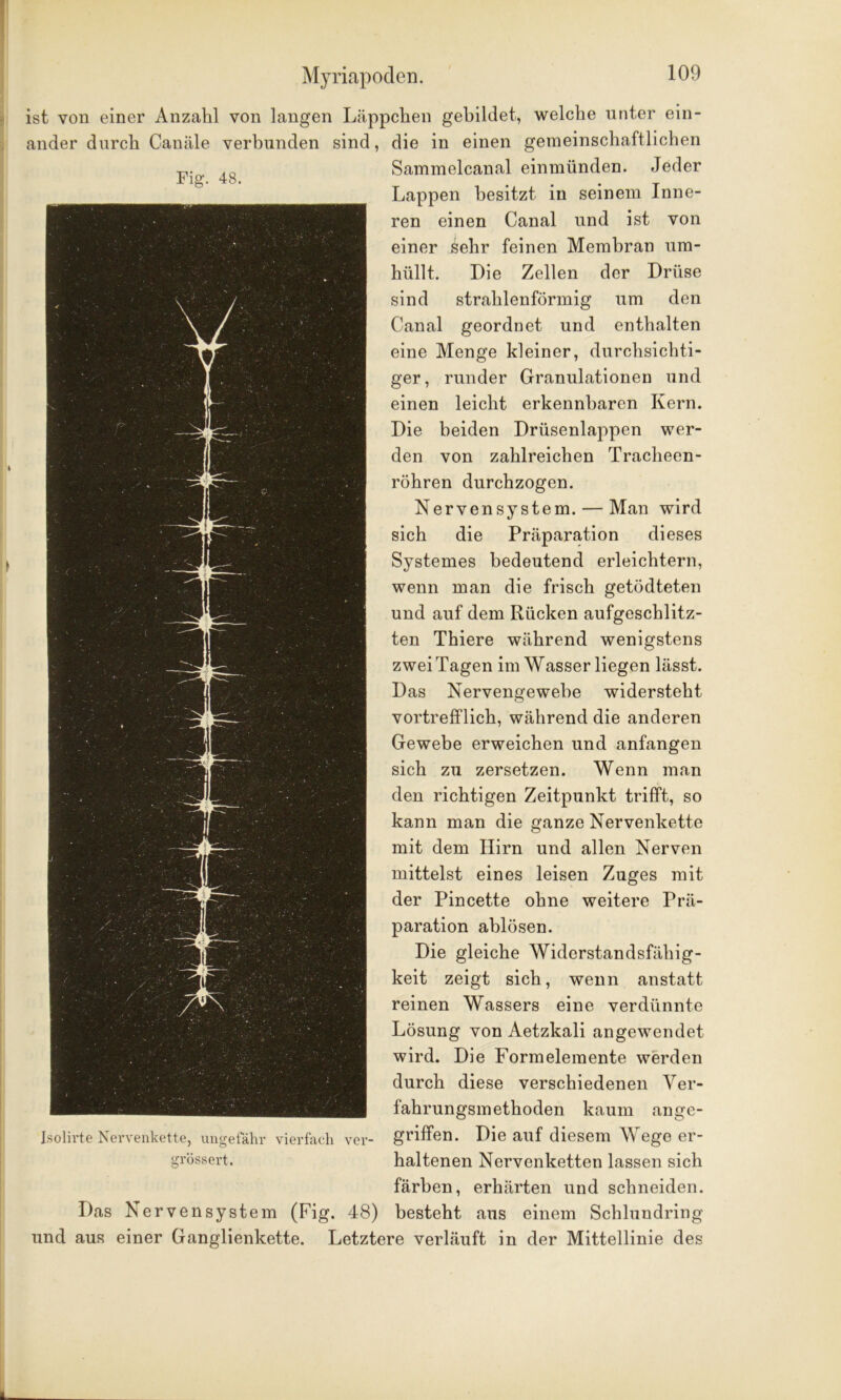 ander durch Canäle verbunden sind, Fig. 48. ist von einer Anzahl von langen Läppchen gebildet, welche unter ein- die in einen gemeinschaftlichen Sammelcanal einmünden. Jeder Lappen besitzt in seinem Inne- ren einen Canal und ist von einer sehr feinen Membran um- hüllt. Die Zellen der Drüse sind strahlenförmig um den Canal geordnet und enthalten eine Menge kleiner, durchsichti- ger, runder Granulationen und einen leicht erkennbaren Kern. Die beiden Drüsenlappen wer- den von zahlreichen Tracheen- röhren durchzogen. Nervensystem. — Man wird sich die Präparation dieses Systemes bedeutend erleichtern, wenn man die frisch getödteten und auf dem Rücken aufgeschlitz- ten Thiere während wenigstens zwei Tagen im Wasser liegen lässt. Das Nervengewebe widersteht vortrefflich, während die anderen Gewebe erweichen und anfangen sich zu zersetzen. Wenn man den richtigen Zeitpunkt trifft, so kann man die ganze Nervenkette mit dem Hirn und allen Nerven mittelst eines leisen Zuges mit der Pincet-te ohne weitere Prä- paration ablösen. Die gleiche Widerstandsfähig- keit zeigt sich, wenn anstatt reinen Wassers eine verdünnte Lösung von Aetzkali angewendet wird. Die Formelemente werden durch diese verschiedenen Ver- fahrungsmethoden kaum ange- griffen. Die auf diesem Wege er- haltenen Nervenketten lassen sich färben, erhärten und schneiden. Das Nerven syst em (Fig, 48) besteht aus einem Schlundring und aus einer Ganglienkette. Letztere verläuft in der Mittellinie des Isolirte Nervenkette, ungefähr vierfach ver- grössert.