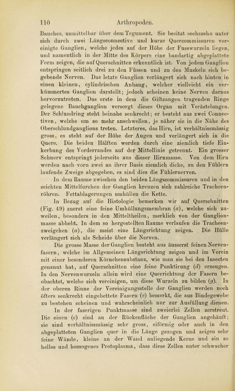 Bauches, unmittelbar über dem Tegument. Sie besitzt sechszehu unter sich durch zwei Längsconnective und kurze Quercommissuren ver- einigte Ganglien, welche jedes auf der Höhe der Fusswurzeln liegen, und namentlich in der Mitte des Körpers eine bandartig abgeplattete Form zeigen, die auf Querschnitten erkenntlich ist. Von jedem Ganglion entspringen seitlich drei zu den Füssen und zu den Muskeln sich be- gebende Nerven. Das letzte Ganglion verlängert sich nach hinten in einen kleinen, cylindrischen Anhang, welcher vielleicht ein ver- kümmertes Ganglion darstellt; jedoch scheinen keine Nerven daraus hervorzutreten. Das erste in dem die Giftzangen tragenden Ringe gelegene Bauchganglion versorgt dieses Organ mit Verästelungen. Der Schlundring steht beinahe senkrecht; er besteht aus zwei Connec- tiven, welche um so mehr anschwellen, je näher sie in die Nähe des Oberschlundganglions treten. Letzteres, das Hirn, ist verhältnissmässig gross, es steht auf der Höhe der Augen und verlängert sich in die Quere. Die beiden Hälften werden durch eine ziemlich tiefe Ein- kerbung des Vorderrandes auf der Mittellinie getrennt. Ein grosser Sehnerv entspringt jederseits aus dieser Hirnmasse. Von dem Hirn werden nach vorn zwei an ihrer Basis ziemlich dicke, zu den Fühlern laufende Zweige abgegeben, es sind dies die Fühlernerven. In dem Raume zwischen den beiden Längscommissuren und in den seichten Mittelfurchen der Ganglien kreuzen sich zahlreiche Tracheen- röhren. Fettablagerungen umhüllen die Kette. In Bezug auf die Histologie bemerken wir auf Querschnitten (Fig. 49) zuerst eine feine Umhüllungsmembran («), welche sich zu- weilen , besonders in den Mitteltheilen, merklich von der Ganglion- masse abhebt. In dem so hergestellten Raume verlaufen die Tracheen- zweigehen («), die meist eine Längsrichtung zeigen. Die Hülle verlängert sich als Scheide über die Nerven. Die grosse Masse der Ganglien besteht aus äusserst feinen Nerven- fasern, welche im Allgemeinen Längsrichtung zeigen und im Verein mit einer besonderen Körnchensubstanz, wie man sie bei den Insecten genannt hat, auf Querschnitten eine feine Punktirung (d) erzeugen. In den Nervenwurzeln allein wird eine Querrichtung der Fasern be- obachtet, welche sich vereinigen, um diese Wurzeln zu bilden (g). In der oberen Rinne der Vereinigungsstelle der Ganglien werden noch öfters senkrecht eingebettete Fasern (e) bemerkt, die aus Bindegewebe zu bestehen scheinen und wahrscheinlich nur zur Ausfüllung dienen. In der faserigen Punktmasse sind zweierlei Zellen zerstreut. Die einen (c) sind an der Rückenfläche der Ganglien angehäuft; sie sind verhältnissmässig sehr gross, eiförmig oder auch in den abgeplatteten Ganglien quer in die Länge gezogen und zeigen sehr feine Wände, kleine an der Wand anliegende Kerne und ein so helles und homogenes Protoplasma, dass diese Zellen unter schwacher