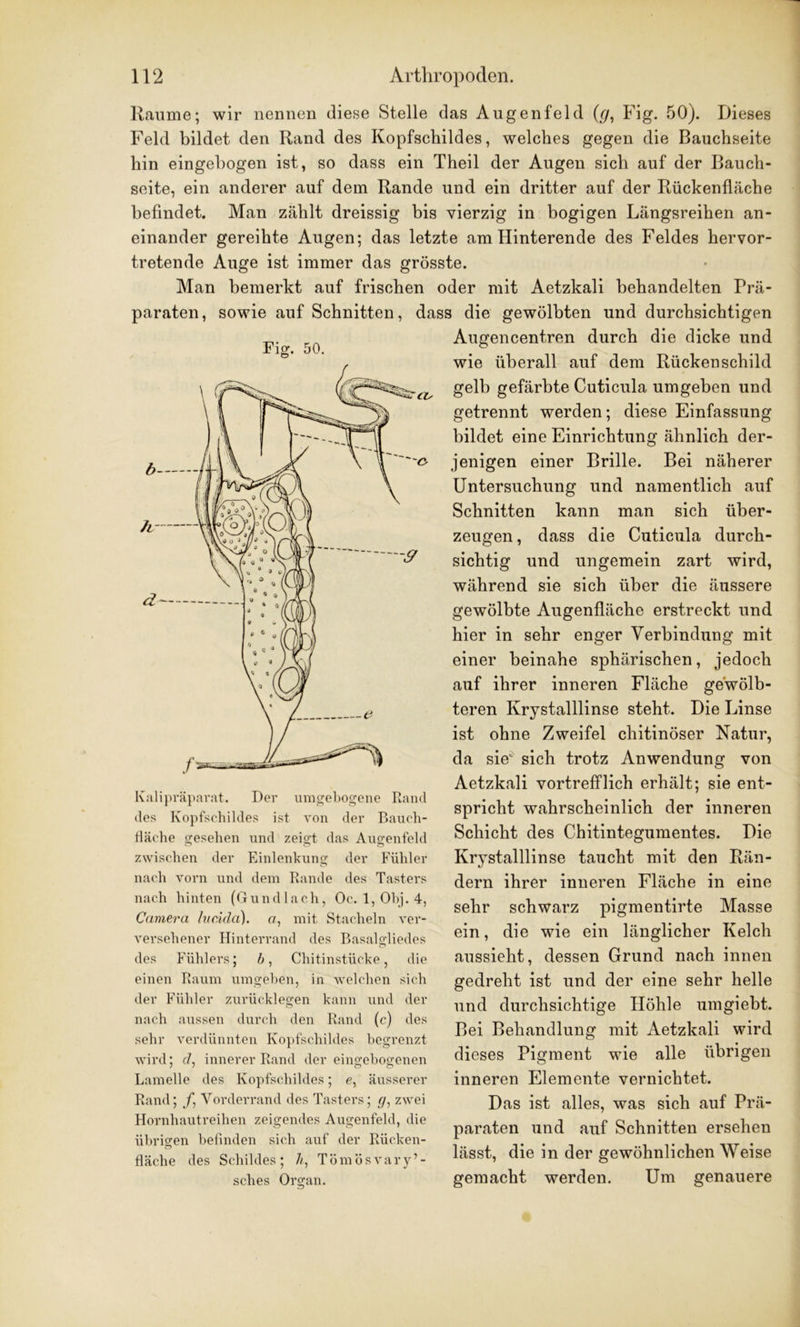 Raume; wir nennen diese Stelle das Augenfeld (g, Fig. 50). Dieses Feld bildet den Rand des Kopfschildes, welches gegen die Bauchseite hin eingebogen ist, so dass ein Theil der Augen sich auf der Bauch- seite, ein anderer auf dem Rande und ein dritter auf der Rückenfläche befindet. Man zählt dreissig bis vierzig in bogigen Längsreihen an- einander gereihte Augen; das letzte am Hinterende des Feldes hervor- tretende Auge ist immer das grösste. Man bemerkt auf frischen oder mit Aetzkali behandelten Prä- paraten, sowie auf Schnitten, dass die gewölbten und durchsichtigen Fig. 50. fläche gesehen und zeigt das Augenfeld zwischen der Einlenkung der Fühler nach vorn und dem Rande des Tasters nach hinten (Gundlach, Oc. 1, Obj. 4, Camera ludda). er, mit Stacheln ver- versehener Hinterrand des Basalgliedes des Fühlers; 6, Chitinstücke, die einen Raum umgehen, in welchen sich der Fühler zurücklegen kann und der nach aussen durch den Rand (c) des sehr verdünnten Kopfschildes begrenzt wird; c7, innerer Rand der eingebogenen Lamelle des Kopfschildes; e, äusserer Rand; f, Vorderrand des Tasters; fj, zwei Hornhautreihen zeigendes Augenfeld, die übrigen befinden sich auf der Rücken- fläche des Schildes; h, Tömösvary’- sches Organ. Augencentrcn durch die dicke und wie überall auf dem Rückenschild gelb gefärbte Cuticula umgeben und getrennt werden; diese Einfassung bildet eine Einrichtung ähnlich der- jenigen einer Brille. Bei näherer Untersuchung und namentlich auf Schnitten kann man sich über- zeugen, dass die Cuticula durch- sichtig und ungemein zart wird, während sie sich über die äussere gewölbte Augenfläche erstreckt und hier in sehr enger Verbindung mit einer beinahe sphärischen, jedoch auf ihrer inneren Fläche gewölb- teren Krystalllinse steht. Die Linse ist ohne Zweifel chitinöser Natur, da sie sich trotz Anwendung von Aetzkali vortrefflich erhält; sie ent- spricht wahrscheinlich der inneren Schicht des Chitintegumentes. Die Krystalllinse taucht mit den Rän- dern ihrer inneren Fläche in eine sehr schwarz pigmentirte Masse ein, die wie ein länglicher Kelch aussieht, dessen Grund nach innen gedreht ist und der eine sehr helle und durchsichtige Höhle umgiebt. Bei Behandlung mit Aetzkali wird dieses Pigment wie alle übrigen inneren Elemente vernichtet. Das ist alles, was sich auf Prä- paraten und auf Schnitten ersehen lässt, die in der gewöhnlichen Weise gemacht werden. Um genauere