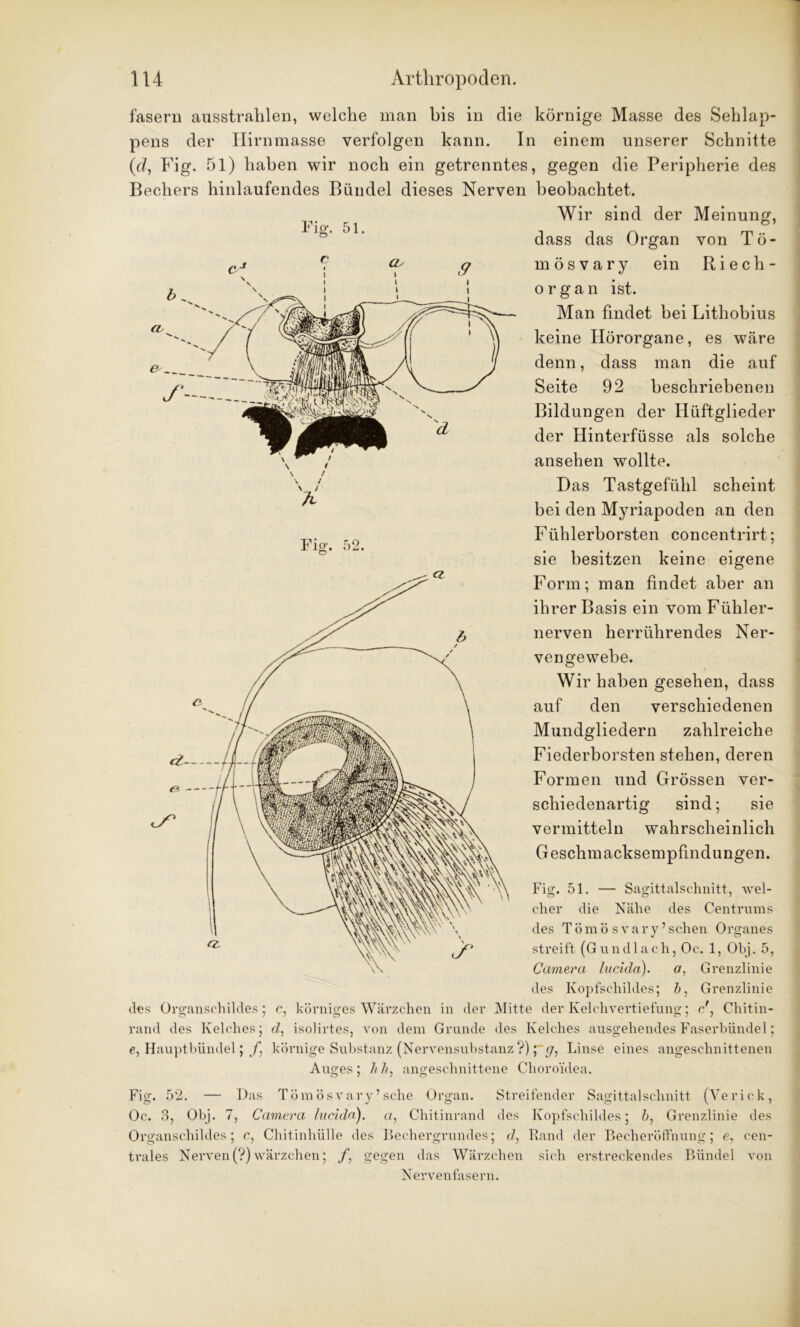 fasern ausstrahlen, welche man bis in die körnige Masse des Sehlap- pens der Hirnmasse verfolgen kann. In einem unserer Schnitte (id, Fig. 51) haben wir noch ein getrenntes, gegen die Peripherie des Bechers hinlaufendes Bündel dieses Nerven beobachtet. Wir sind der Meinung, Fig. 51. Fig. 52. dass das Organ von Tö- rn ö s v a r y ein Riech- organ ist. Man findet bei Lithobius keine Hörorgane, es wäre denn, dass man die auf Seite 92 beschriebenen Bildungen der Hüftglieder der Hinterfüsse als solche ansehen wollte. Das Tastgefühl scheint bei den Myriapoden an den Fühlerborsten concentrirt; sie besitzen keine eigene Form; man findet aber an ihrer Basis ein vom Fühler- nerven herrührendes Ner- vengewebe. Wir haben gesehen, dass auf den verschiedenen Mundgliedern zahlreiche Fiederborsten stehen, deren Formen und Grössen ver- schiedenartig sind; sie vermitteln wahrscheinlich Geschmacksempfindungen. Fig. 51. — Sagittalschnitt, wel- cher die Nähe des Centrums des Tömösvary’sehen Organes streift (G u n d 1 a ch, Oc. 1, Obj. 5, Camera lucida). a, Grenzlinie des Kopfschildes; Grenzlinie des Organschildes; c, körniges Wärzchen in der Mitte der Kelchvertiefung; cChitin- rand des Kelches; rf, isolirtes, von dem Grunde des Kelches ausgehendes Faserbündel; e, Hauptbündel; f, körnige Substanz (Nervensubstanz ?); y, Linse eines angeschnittenen Auges; hh, angeschnittene Clioroidea. Fig. 52. — Das Tömösvary’sehe Organ. Streifender Sagittalschnitt (Verick, Oc. 3, Obj. 7, Camera lucida'). a, Chitinrand des Kopfschildes; b, Grenzlinie des Organschildes; c, Chitinhülle des Bechergrundes; d, Rand der Becheröffnung; e, cen- trales Nerven (?) wärzchen; f, gegen das Wärzchen sich erstreckendes Bündel von Nervenfasern.