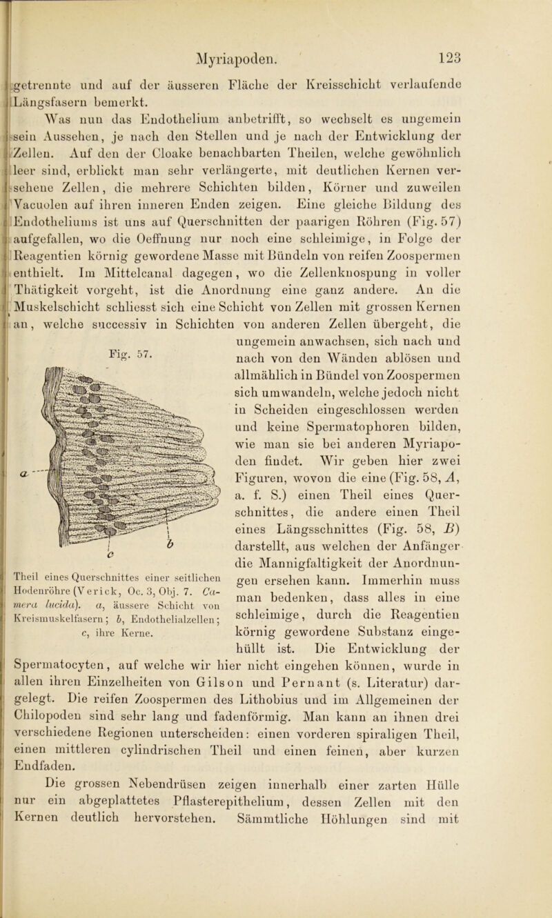 1 getrennte und auf der äusseren Fläche der Kreisschicht verlaufende j Längsfasern bemerkt. Was nun das Endotbelium anbetrifft, so wechselt es ungemein I sein Aussehen, je nach den Stellen und je nach der Entwicklung der i Zellen. Auf den der Cloake benachbarten Theilen, welche gewöhnlich •: leer sind, erblickt man sehr verlängerte, mit deutlichen Kernen ver- liehene Zellen, die mehrere Schichten bilden, Körner und zuweilen [ Vacuolen auf ihren inneren Enden zeigen. Eine gleiche Bildung des c Endotheliums ist uns auf Querschnitten der paarigen Röhren (Fig. 57) i aufgefallen, wo die Oeffuung nur noch eine schleimige, in Folge der ^ Reagentien körnig gewordene Masse mit Bündeln von reifen Zoospermen i enthielt. Im Mittelcanal dagegen, wo die Zellenknospung in voller I Thätigkeit vorgeht, ist die Anordnung eine ganz andere. An die Muskelschicht schliesst sich eine Schicht von Zellen mit grossen Kernen II : an, welche successiv in Schichten von anderen Zellen übergeht, die ungemein anwachsen, sich nach und nach von den Wänden ablösen und allmählich in Bündel von Zoospermen sich um wandeln, welche jedoch nicht in Scheiden eingeschlossen werden und keine Spermatophoren bilden, wie man sie bei anderen Myriapo- den findet. Wir geben hier zwei Figuren, wovon die eine (Fig. 58, A, a. f. S.) einen Theil eines Quer- schnittes , die andere einen Theil eines Längsschnittes (Fig. 58, ß) darstellt, aus welchen der Anfänger die Mannigfaltigkeit der Anordnun- gen ersehen kann. Immerhin muss man bedenken, dass alles in eine schleimige, durch die Reagentien körnig gewordene Substanz einge- hüllt ist. Die Entwicklung der Spermatocyten, auf welche wir hier nicht eingehen können, wurde in allen ihren Einzelheiten von Gilson und Peru ant (s. Literatur) dar- gelegt. Die reifen Zoospermen des Lithobius und im Allgemeinen der Chilopoden sind sehr lang und fadenförmig. Man kann an ihnen drei verschiedene Regionen unterscheiden: einen vorderen spiraligen Theil, einen mittleren cylindrischen Theil und einen feinen, aber kurzen Endfaden. Die grossen Nebendrüsen zeigen innerhalb einer zarten Hülle nur ein abgeplattetes Pflasterepithelium, dessen Zellen mit den Kernen deutlich hervorstehen. Sämmtliche Höhlungen sind mit Fig. 57. Theil eines Querschnittes einer seitlichen Hodenröhre (Y er ick, Oc. 3, Obj. 7. Ca- mera lacida). «, äussere Schicht von Kreismuskelfasern ; b, Endothelialzellen; c, ihre Kerne.