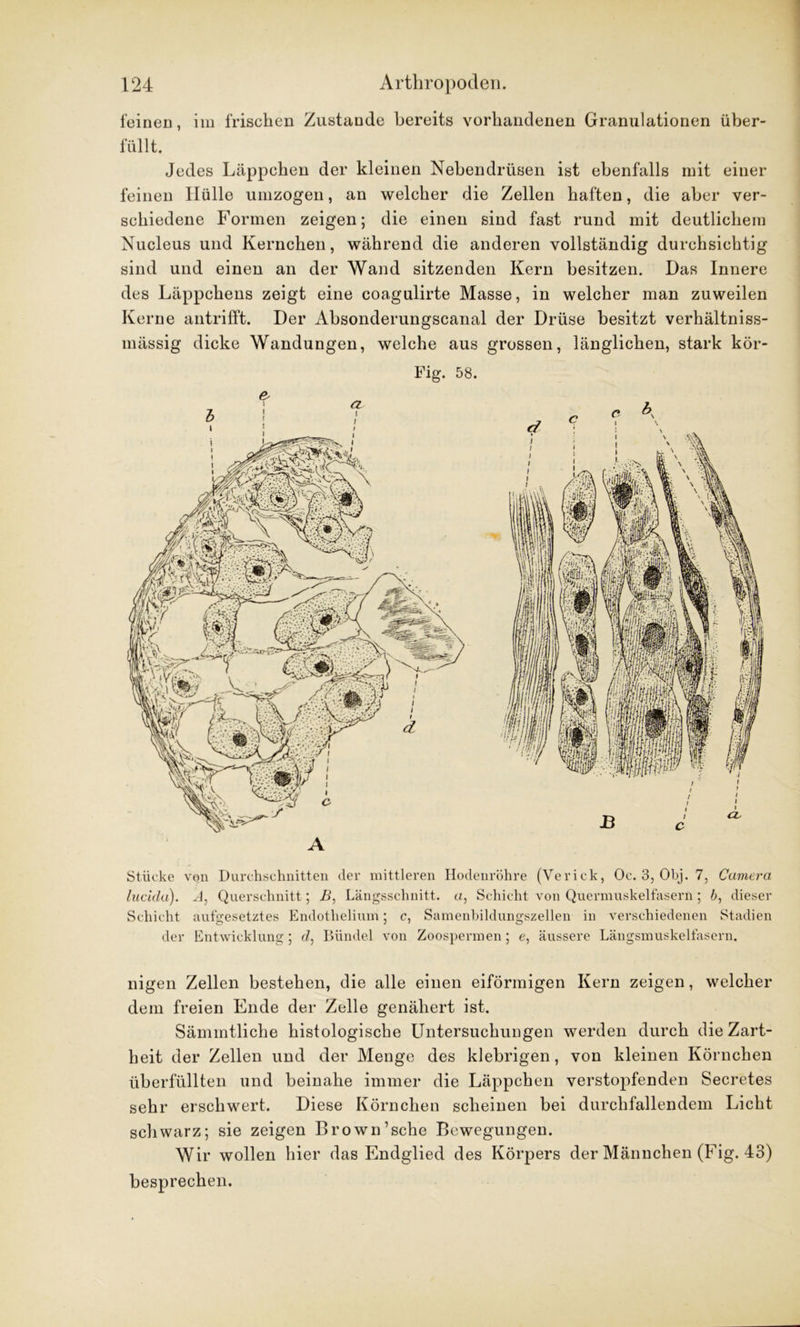 feinen, im frischen Zustande bereits vorhandenen Granulationen über- füllt. Jedes Läppchen der kleinen Nebendrüsen ist ebenfalls mit einer feinen Hülle umzogen, an welcher die Zellen haften, die aber ver- schiedene Formen zeigen; die einen sind fast rund mit deutlichem Nucleus und Kernchen, während die anderen vollständig durchsichtig sind und einen an der Wand sitzenden Kern besitzen. Das Innere des Läppchens zeigt eine coagulirte Masse, in welcher man zuweilen Kerne antrifft. Der Absonderungscanal der Drüse besitzt verhältniss- mässig dicke Wandungen, welche aus grossen, länglichen, stark kör- Fig. 58. Stücke von Durchschnitten der mittleren Hodenröhre (Veriek, Oc. 3, Obj. 7, Camera lucicla). A, Querschnitt; B, Längsschnitt. «, Schicht von Quermuskelfasern; 6, dieser Schicht aufgesetztes Endothelium; c, Samenbildungszellen in verschiedenen Stadien der Entwicklung; <7, Bündel von Zoospermen; e, äussere Längsmuskelfasern. nigen Zellen bestehen, die alle einen eiförmigen Kern zeigen, welcher dem freien Ende der Zelle genähert ist. Sämmtliche histologische Untersuchungen werden durch die Zart- heit der Zellen und der Menge des klebrigen, von kleinen Körnchen überfüllten und beinahe immer die Läppchen verstopfenden Secretes sehr erschwert. Diese Körnchen scheinen bei durchfallendem Licht schwarz; sie zeigen Brown’sche Bewegungen. Wir wollen hier das Endglied des Körpers der Männchen (Fig. 43) besprechen.
