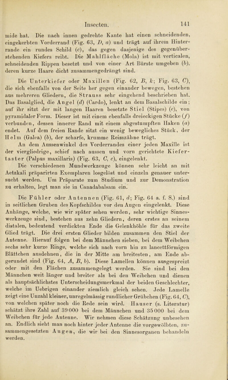 rnide hat. Die nach innen gedrehte Kante hat einen schneidenden, eingekerbten Vorderrand (Fig. 63, I), d) und trägt auf ihrem Ilinter- rande ein rundes Schild (c), das gegen dasjenige des gegenüber- stehenden Kiefers reibt. Die Mahl fläche (Mola) ist mit verticalen, schneidenden Rippen besetzt und von einer Art Bürste umgeben (ö), deren kurze Haare dicht zusammengedrängt sind. Die Unterkiefer oder Maxillen (Fig. 62, J?, 7c; Fig. 63, C), die sich ebenfalls von der Seite her gegen einander bewegen, bestehen aus mehreren Gliedern, die Strauss sehr eingehend beschrieben hat. Das Basalglied, die Angel (cT) (Cardo), lenkt an dem Basalschilde ein; auf ihr sitzt der mit langen Haaren besetzte Stiel (Stipes) (e), von pyramidaler Form. Dieser ist mit einem ebenfalls dreieckigen Stücke (/) verbunden, dessen innerer Rand mit einem abgestumpften Haken (a) endet. Auf dem freien Rande sitzt ein wenig bewegliches Stück, der Helm (Galea) (b), der scharfe, krumme Reisszähne trägt. An dem Aussenwinkel des Vorderrandes einer jeden Maxille ist der viergliedrige, schief nach aussen und vorn gerichtete Kiefer- taster (Palpus maxillaris) (Fig. 63, C1 c), eingelenkt. Die verschiedenen Mundwerkzeuge können sehr leicht an mit Aetzkali präparirten Exemplaren losgelöst und einzeln genauer unter- sucht werden. Um Präparate zum Studium und zur Demonstration zu erhalten, legt man sie in Canadabalsam ein. Die Fühler oder Antennen (Fig. 61, d; Fig. 64 a. f. S.) sind in seitlichen Gruben des Kopfschildes vor den Augen eingelenkt. Diese Anhänge, welche, wie wir später sehen werden, sehr wichtige Sinnes- werkzeuge sind, bestehen aus zehn Gliedern, deren erstes an seinem distalen, bedeutend verdickten Ende die Gelenkhöhle für das zweite Glied trägt. Die drei ersten Glieder bilden zusammen den Stiel der Antenne. Hierauf folgen bei dem Männchen sieben, bei dem Weibchen sechs sehr kurze Ringe, welche sich nach vorn hin zu lancettförmigen Blättchen ausdehnen, die in der Mitte am breitesten, am Ende ab- gerundet sind (Fig. 64, A, B, b). Diese Lamellen können ausgespreizt oder mit den Flächen zusammengelegt werden. Sie sind bei den Männchen weit länger und breiter als bei den Weibchen und dienen als hauptsächlichstes Unterscheidungsmerkmal der beiden Geschlechter, welche im Uebrigen einander ziemlich gleich sehen. Jede Lamelle zeigt eine Unzahl kleiner, unregelmässig rundlicher Grübchen (Fig. 64, 0), von welchen später noch die Rede sein wird. Hauser (s. Literatur) schätzt ihre Zahl auf 39 000 bei dem Männchen und 35 000 bei dem Weibchen für jede Antenne. Wir nehmen diese Schätzung unbesehen an. Endlich sieht man noch hinter jeder Antenne die vorgewölbten, zu- sammengesetzten Augen, die wir bei den Sinnesorganen behandeln werden.
