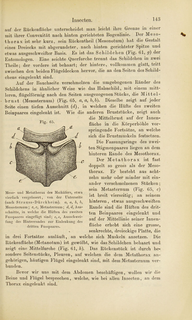 auf der Rückenfläche unterscheidet man leicht ihre Grenze in einer mit ihrer Convexität nach hinten gerichteten Bogenlinie. Der Meso- thorax ist sehr kurz, sein Rückentheil (Mesonotum) hat die Gestalt eines Dreiecks mit abgerundeter, nach hinten gerichteter Spitze und etwas ausgeschweifter Basis. Es ist das Schildchen (Fig. 01, (j) der Entomologen. Eine seichte Querfurche trennt das Schildchen in zwei Tlieile; der vordere ist behaart; der hintere, vollkommen glatt, tritt zwischen den beiden Flügeldecken hervor, die an den Seiten des Schild- chens eingelenkt sind. Auf der Bauchseite verschmelzen die umgebogenen Ränder des Schildchens in ähnlicher Weise wie das Ilalsschild, mit einem mitt- leren, flügelförmig nach den Seiten ausgezogenen Stücke, die Mittel- brust (Mesosternum) (Fig. 65, a, a, b,b). Dieselbe zeigt auf jeder Seite einen tiefen Ausschnitt (d), in welchen die Hüfte des zweiten Beinpaares eingelenkt ist. Wie die anderen Bruststücke, zeigt auch die Mittelbrust auf der Innen- fläche in die Körperhöhle vor- springende Fortsätze, an welche sich die Brustmuskeln festsetzen. Die Fassungsringe des zwei- ten Stigmenpaares liegen an dem hinteren Rande des Mesothorax. Der Metathorax ist fast doppelt so gross als der Meso- thorax. Er besteht aus acht- zehn mehr oder minder mit ein- ander verschmolzenen Stücken; sein Metasternum (Fig. 65, c) ist breit vierseitig; an seinem hinteren , etwas ausgeschweiften Rande sind die Hüften des drit- ten Beinpaares eingelenkt und auf der Mittellinie seiner Innen- fläche erhebt sich eine grosse, senkrechte, dreieckige Platte, die in drei Fortsätze ausläuft, an welche sich Muskeln ansetzen. Die Rückenfläche (Metanotum) ist gewölbt, wie das Schildchen behaart und zeigt eine Mittelfurche (Fig. 61, h). Das Rückenstück ist durch be- sondere Seitenstücke, Pleuren, auf welchen die dem Metathorax an- gehörigen, häutigen Flügel eingelenkt sind, mit dem Metasternum ver- bunden. Bevor wir uns mit dem Abdomen beschäftigen, wollen wir die Beine und Flügel besprechen, welche, wie bei allen Insecten, an dem Thorax eingelenkt sind. C Meso- und Metathorax des Maikäfers, etwa vierfach vergrössert, von der Unterseite (nach Strauss-Dürckheim). a, a, &, b, Mesosternum ; c, c, Metasternum; d, d, Aus- schnitte, in welche die Hüften des zweiten Fusspaares eingefügt sind; e,e, Ausschwei- fung; des Hinterrandes zur dritten Fusspaares Einlenkung des